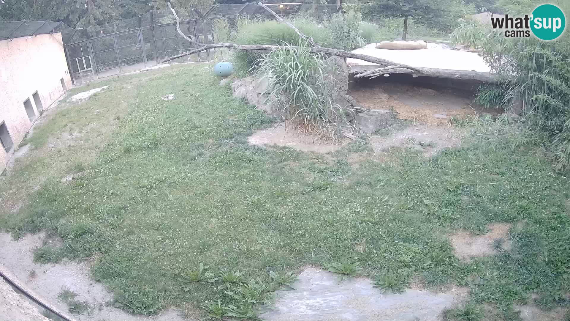 LEON Webcam en vivo en Ljubljana Zoo – Eslovenia