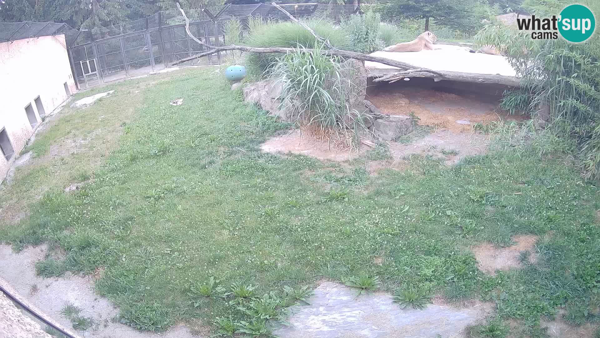 LEON Webcam en vivo en Ljubljana Zoo – Eslovenia