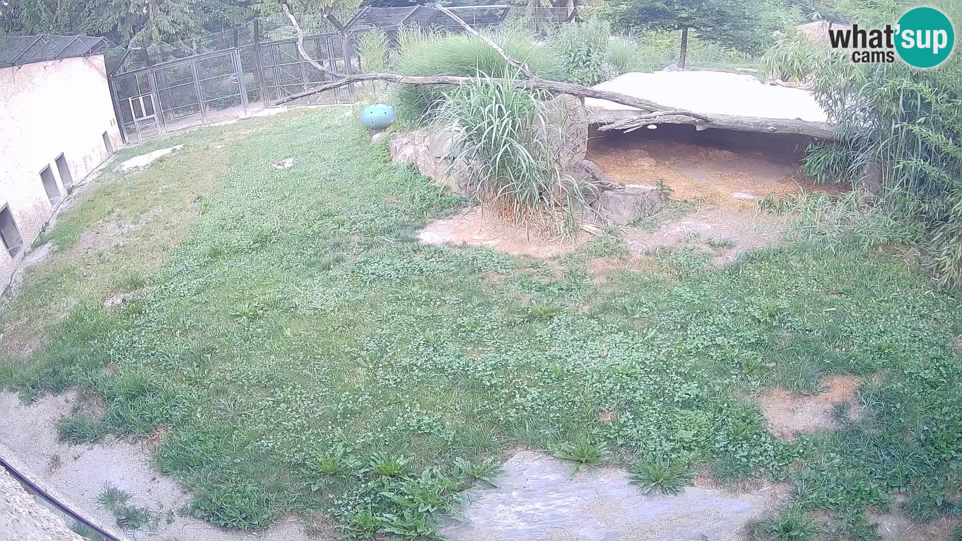 LEONE live Webcam nello zoo di Lubiana – Slovenia