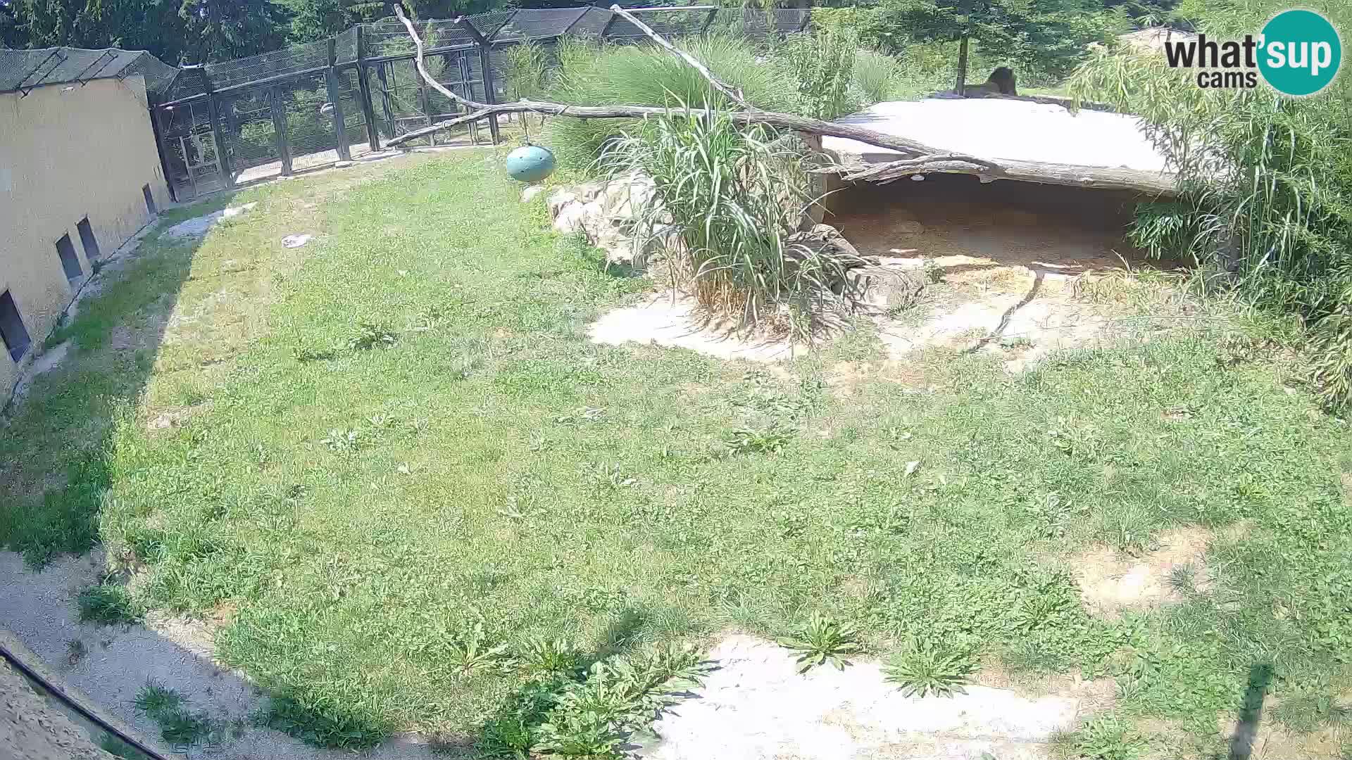 LEVI spletna kamera v živalskem vrtu Ljubljana Zoo
