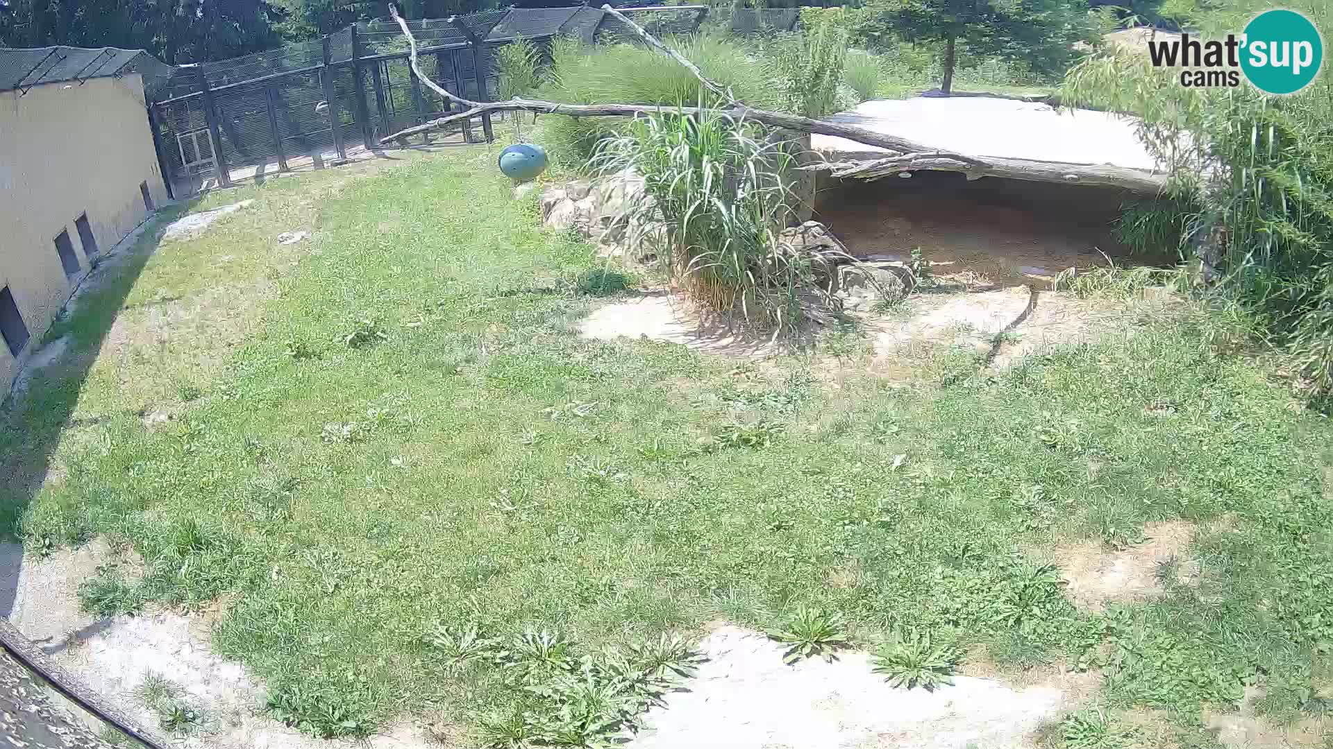 LEONE live Webcam nello zoo di Lubiana – Slovenia