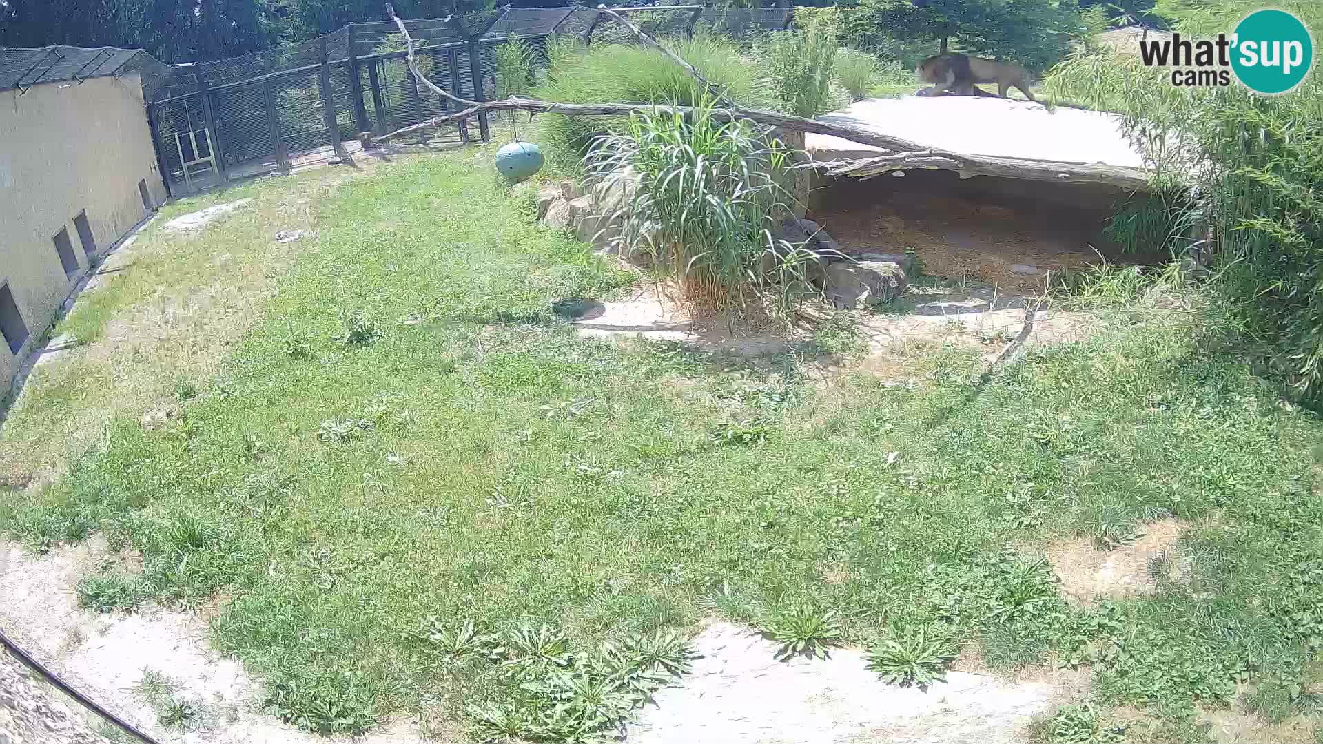 LEVI spletna kamera v živalskem vrtu Ljubljana Zoo