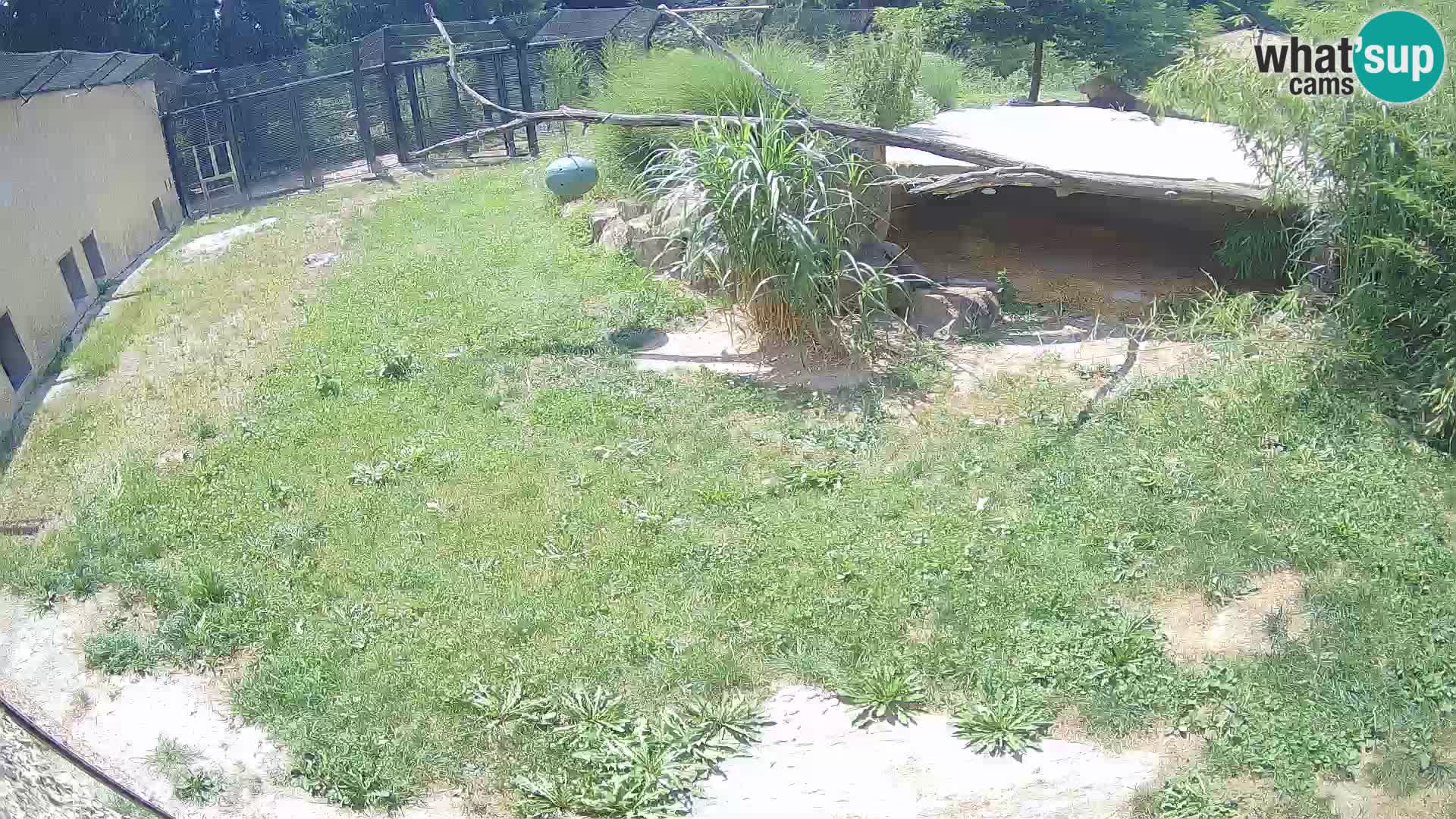 LEONE live Webcam nello zoo di Lubiana – Slovenia