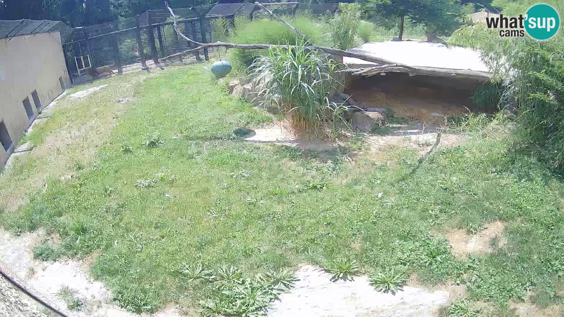 Lavovi web kamera uživo u ljubljanskom zoološkom vrtu – Slovenija