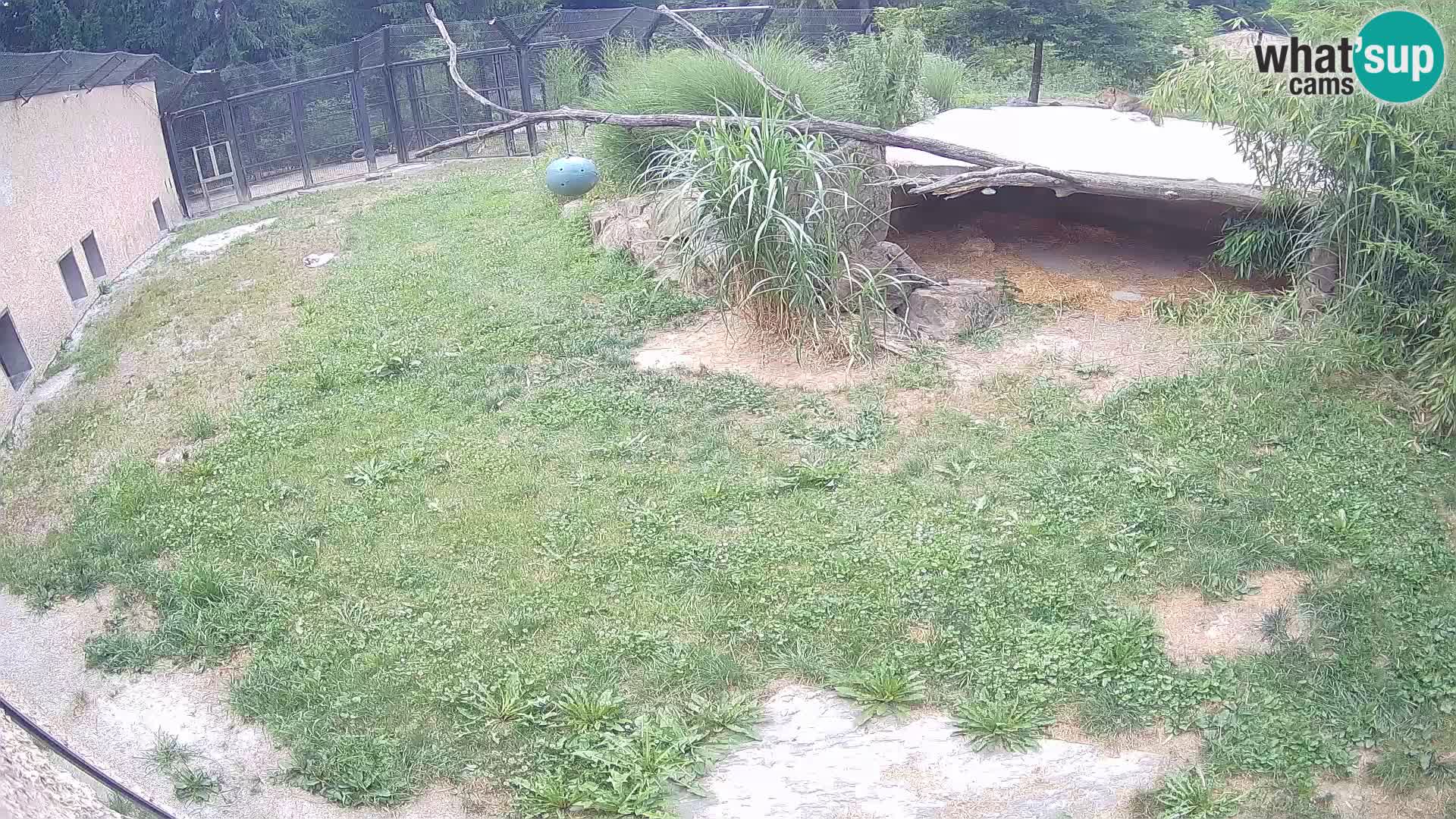 LION webcam en direct du zoo de Ljubljana – Slovénie
