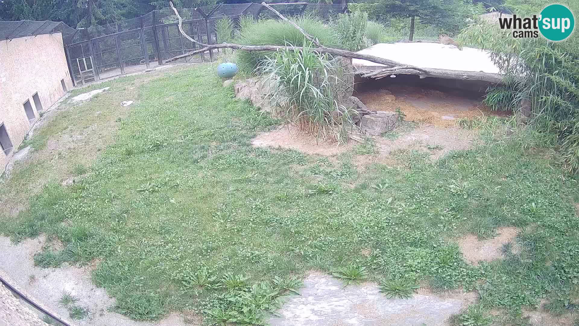 LEVI spletna kamera v živalskem vrtu Ljubljana Zoo
