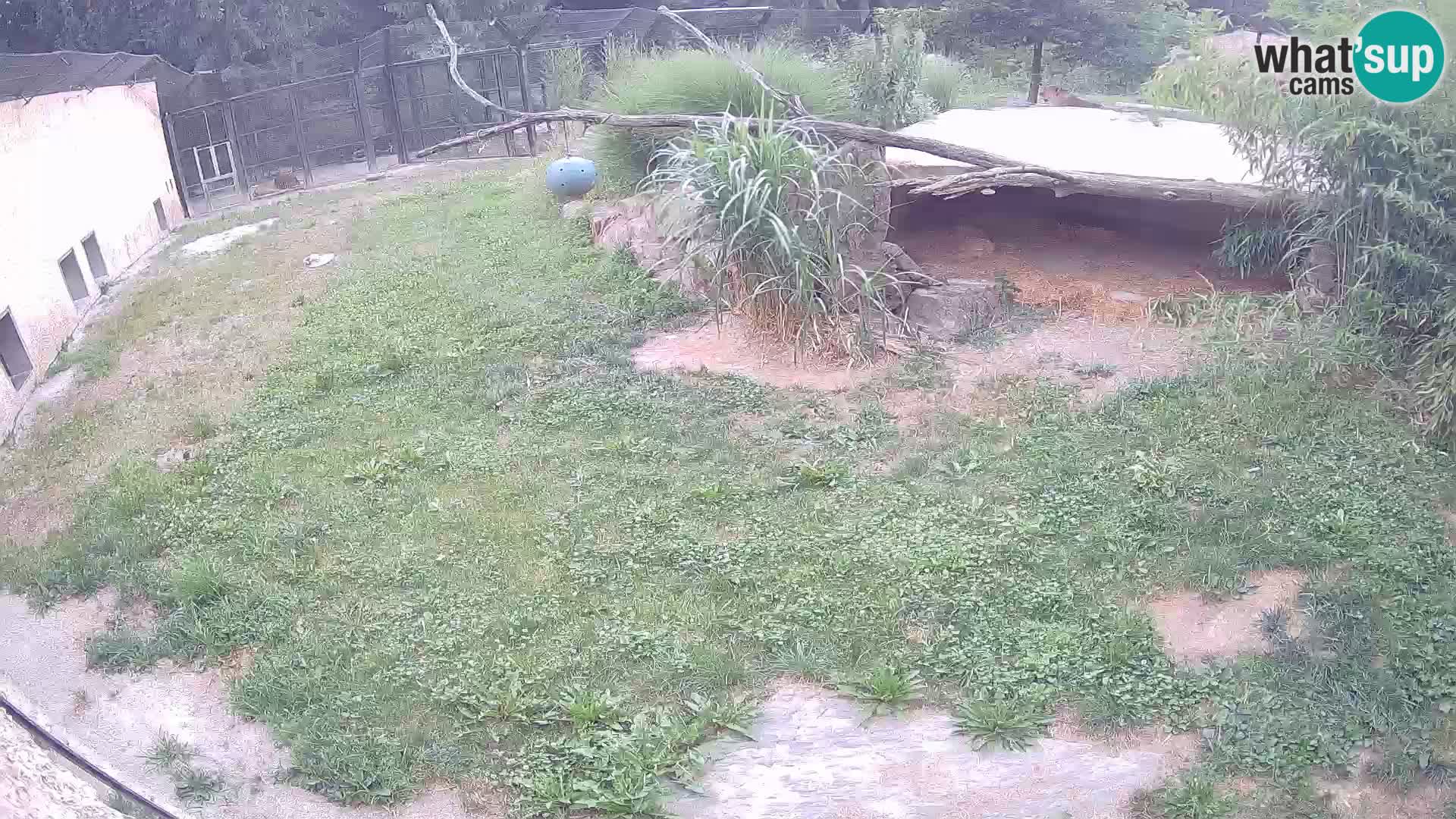 Lavovi web kamera uživo u ljubljanskom zoološkom vrtu – Slovenija