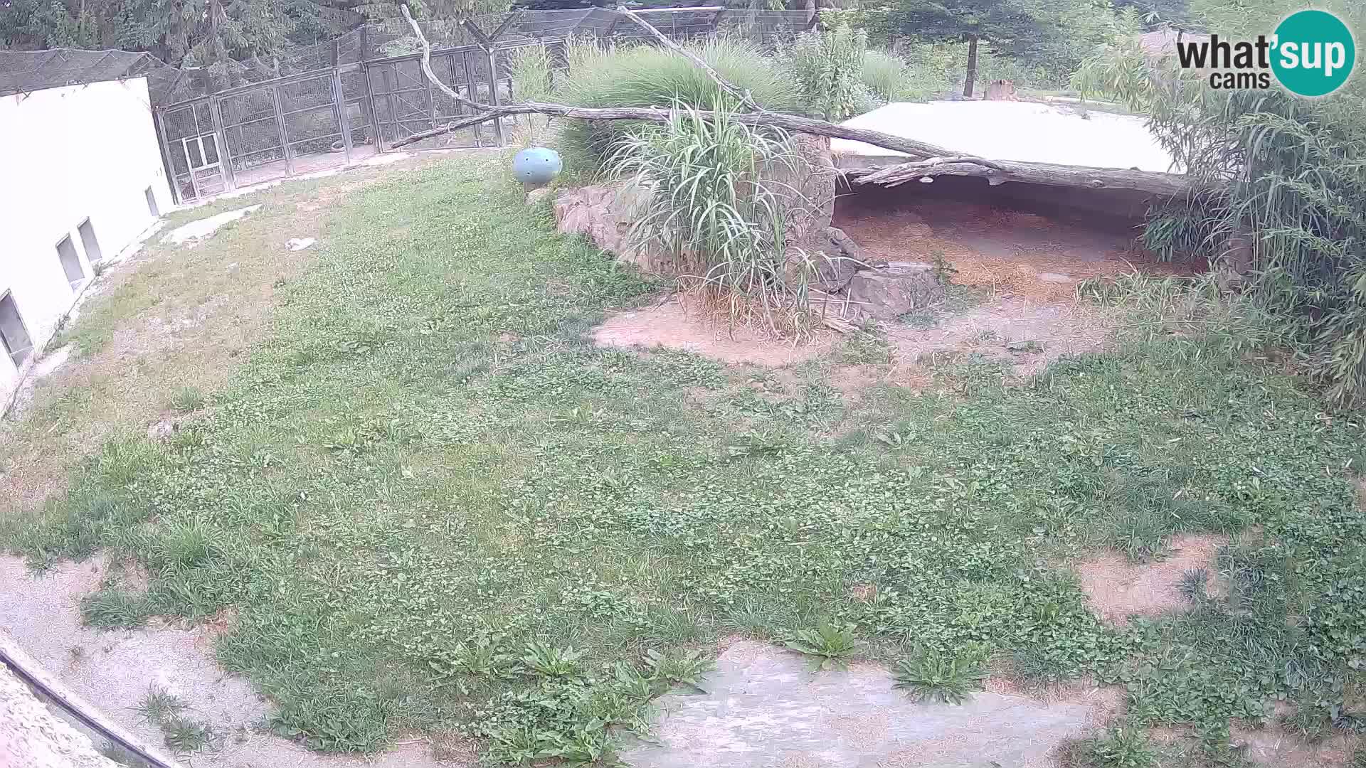 LEON Webcam en vivo en Ljubljana Zoo – Eslovenia