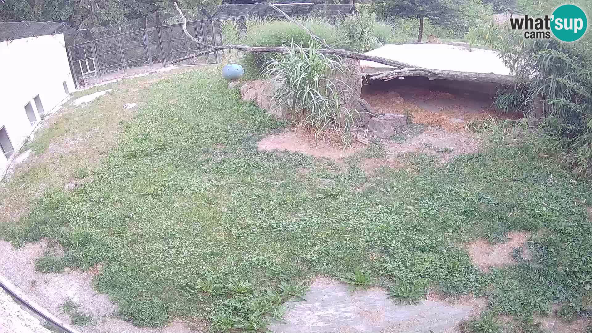 Lavovi web kamera uživo u ljubljanskom zoološkom vrtu – Slovenija