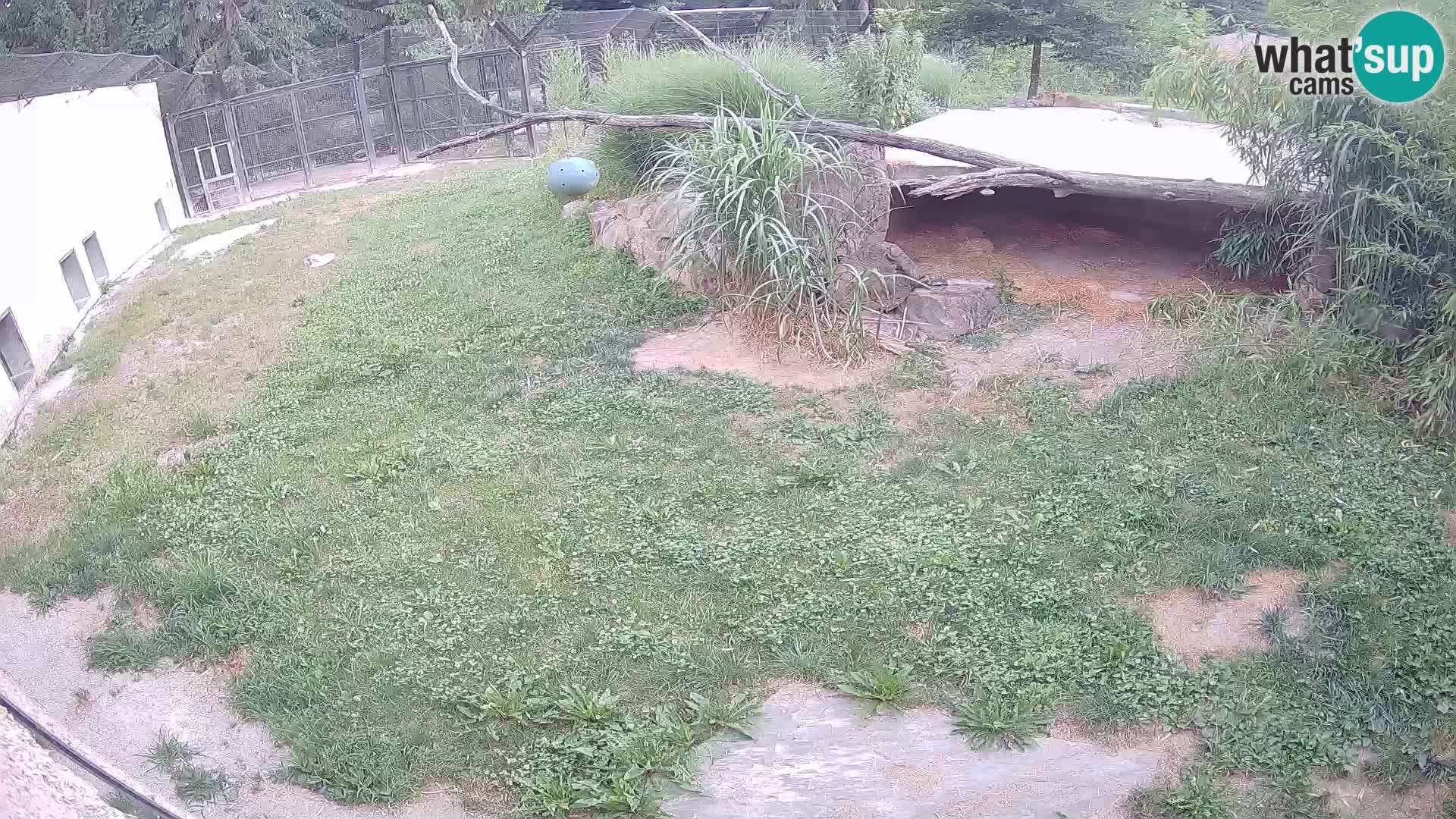 LION live Webcam in Ljubljana Zoo – Slovenia