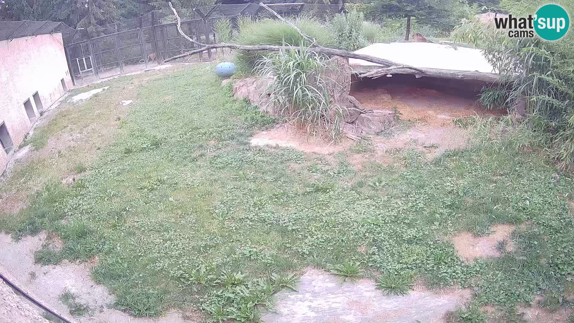 LEVI spletna kamera v živalskem vrtu Ljubljana Zoo