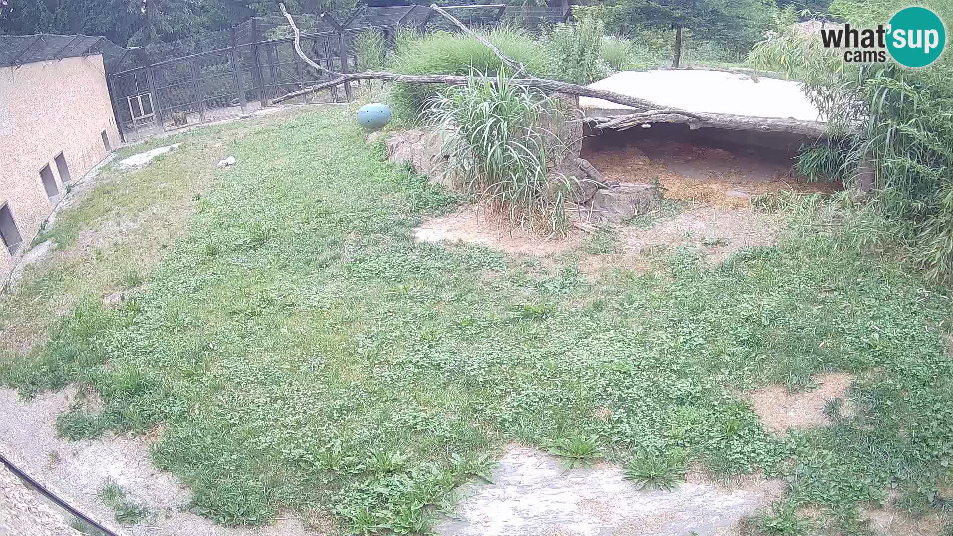 LEVI spletna kamera v živalskem vrtu Ljubljana Zoo
