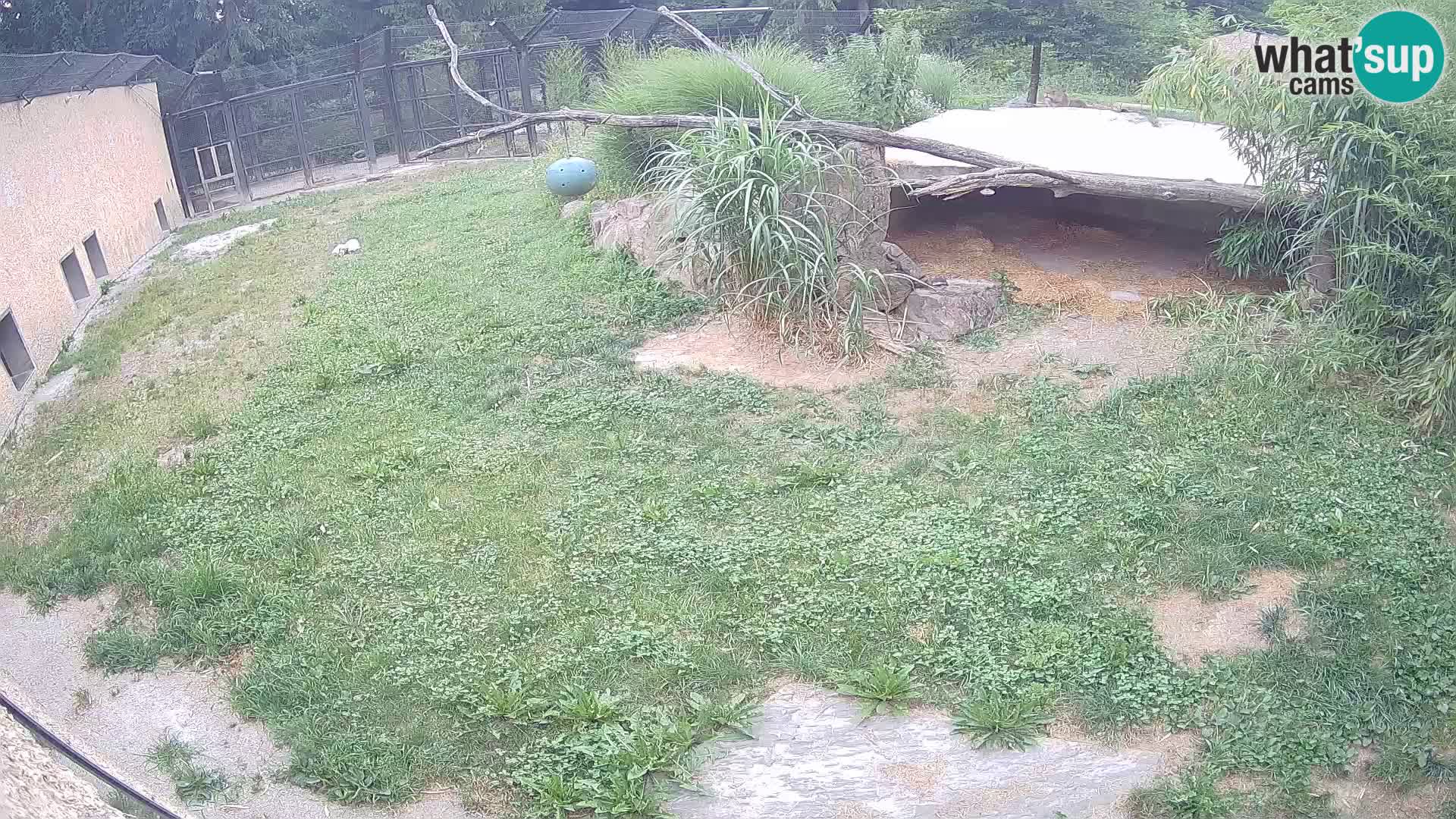 Löwe live Webcam im Zoo von Ljubljana – Slowenien