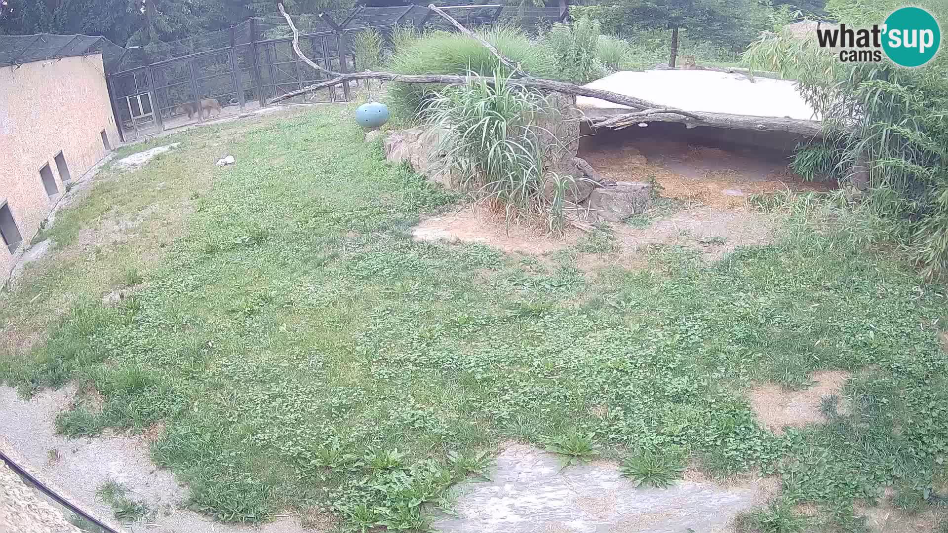 LION live Webcam in Ljubljana Zoo – Slovenia