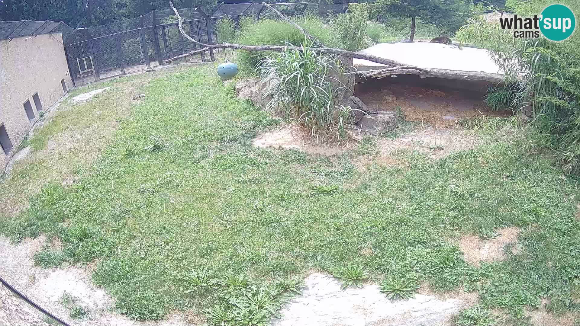 LEVI spletna kamera v živalskem vrtu Ljubljana Zoo