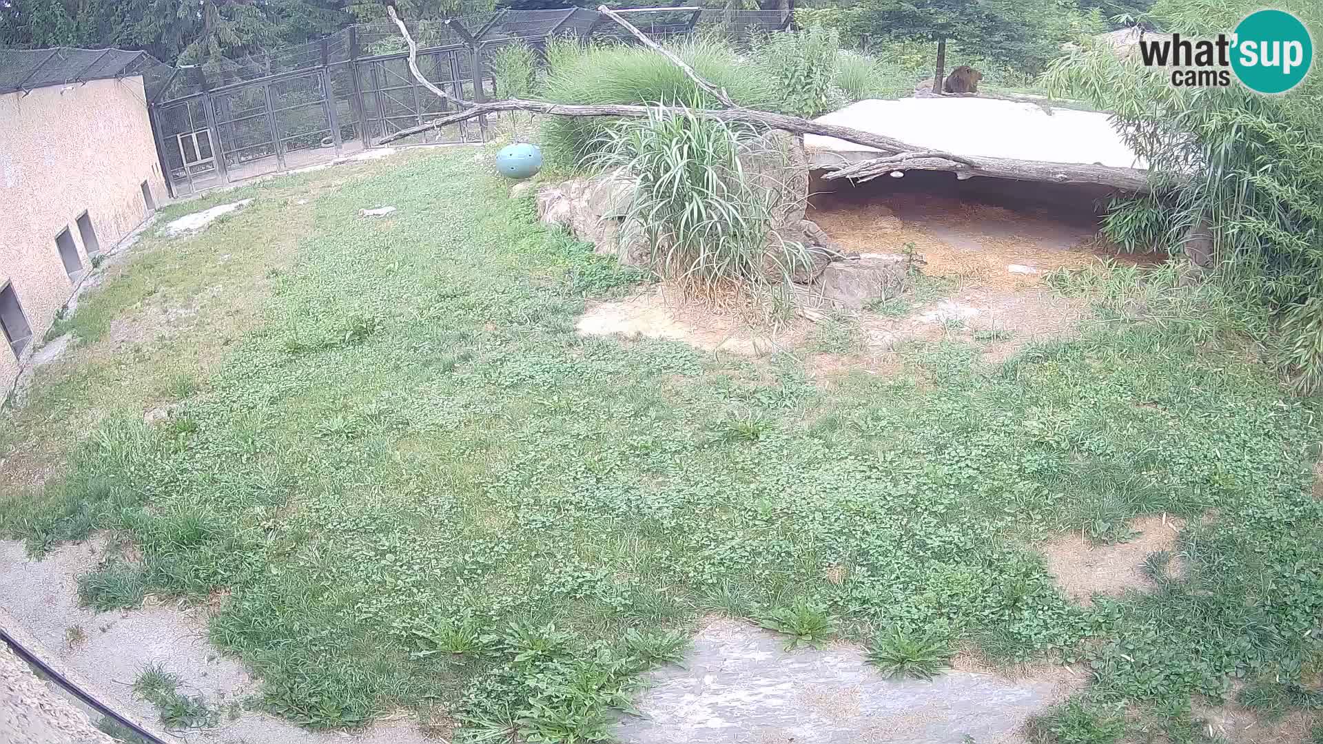 Löwe live Webcam im Zoo von Ljubljana – Slowenien