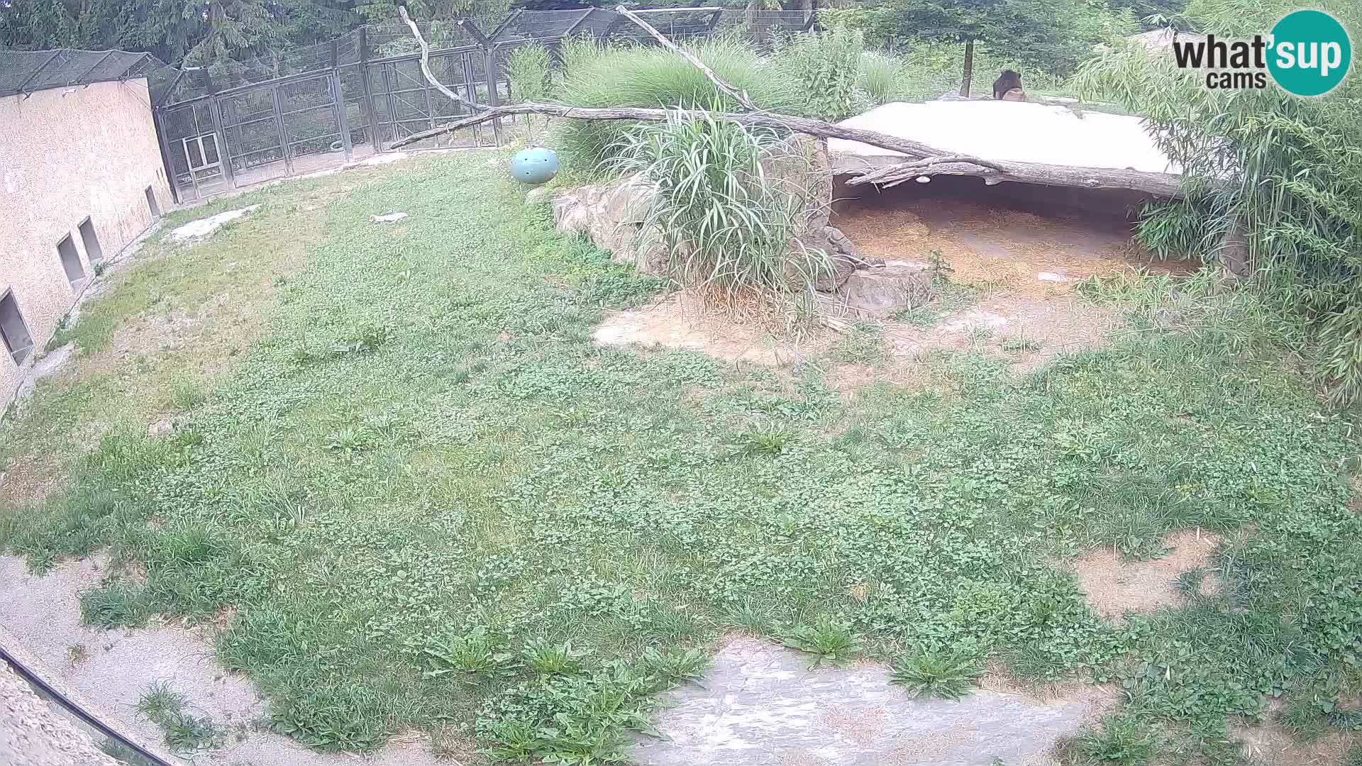 LION live Webcam in Ljubljana Zoo – Slovenia