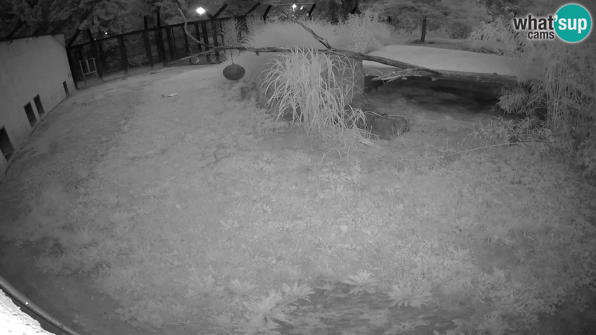 LEONE live Webcam nello zoo di Lubiana – Slovenia
