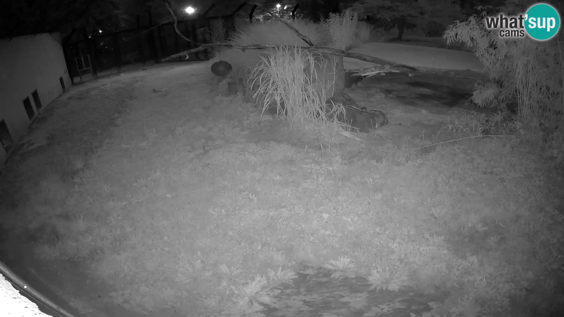 LEONE live Webcam nello zoo di Lubiana – Slovenia