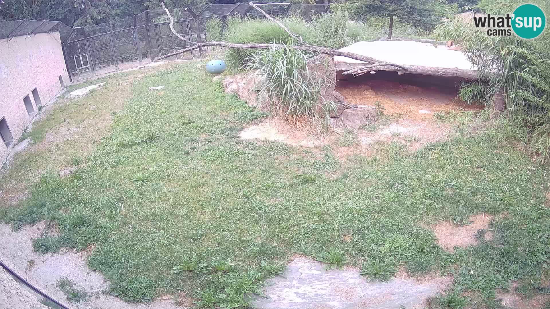 Lavovi web kamera uživo u ljubljanskom zoološkom vrtu – Slovenija
