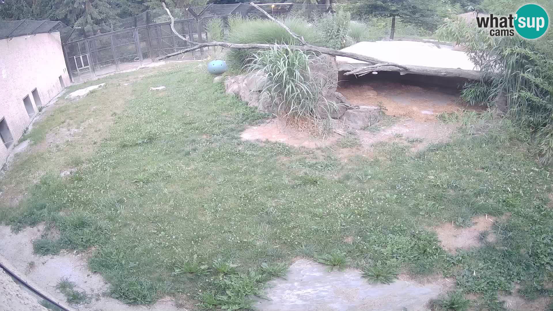 Lavovi web kamera uživo u ljubljanskom zoološkom vrtu – Slovenija
