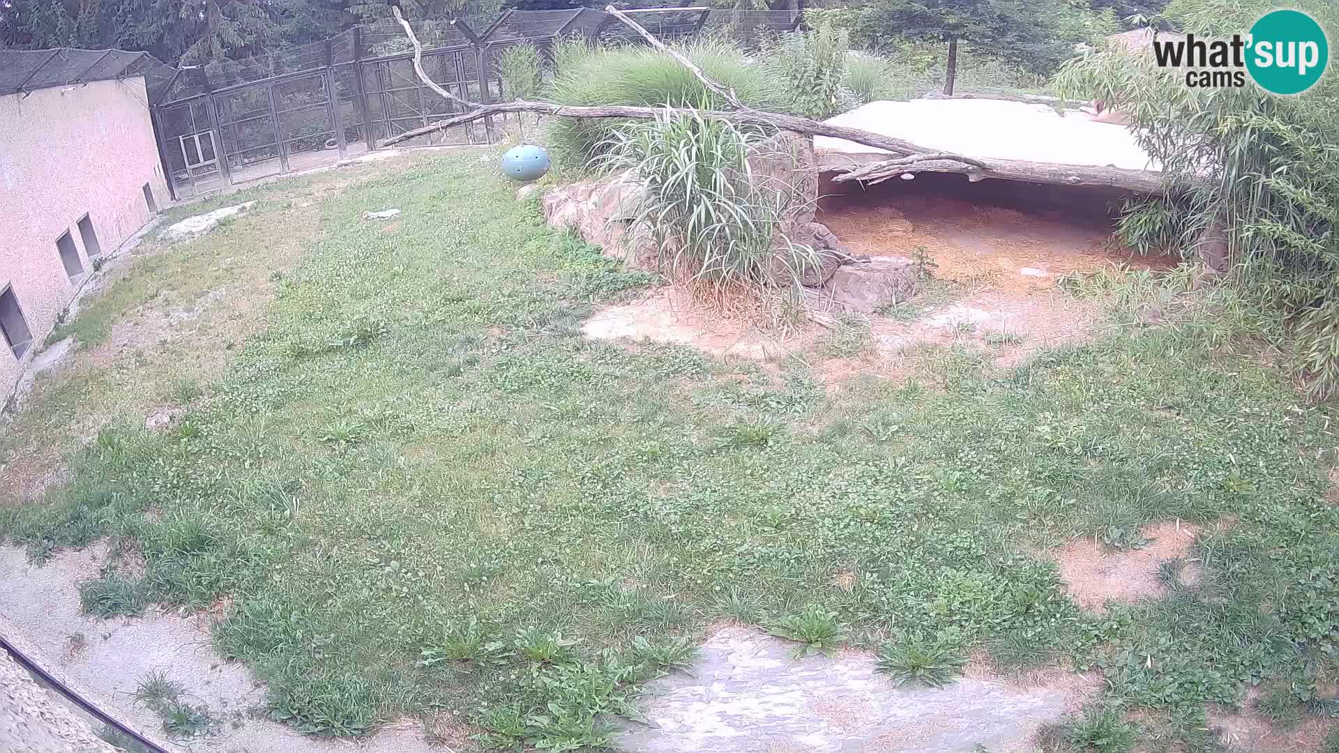 Lavovi web kamera uživo u ljubljanskom zoološkom vrtu – Slovenija
