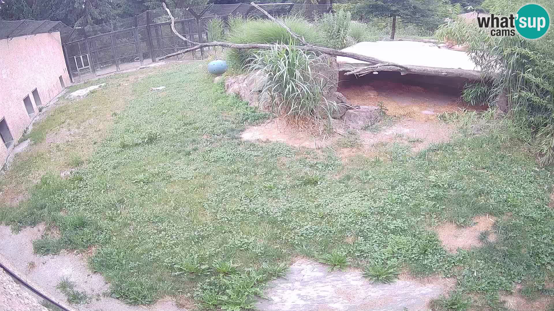 LEONE live Webcam nello zoo di Lubiana – Slovenia