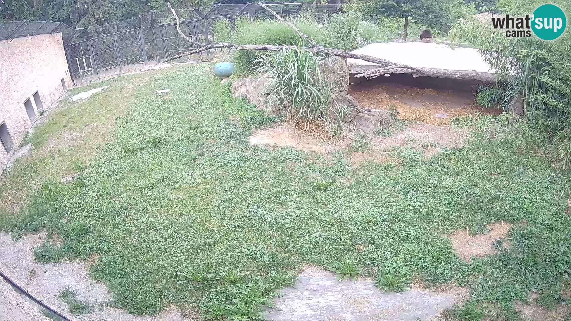 LEONE live Webcam nello zoo di Lubiana – Slovenia