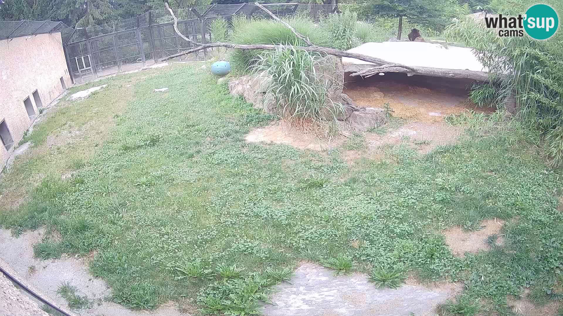 LEONE live Webcam nello zoo di Lubiana – Slovenia