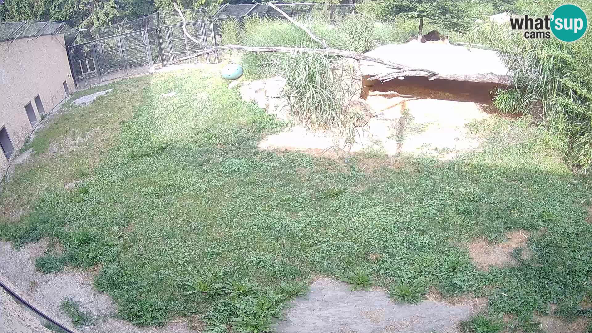 LION live Webcam in Ljubljana Zoo – Slovenia