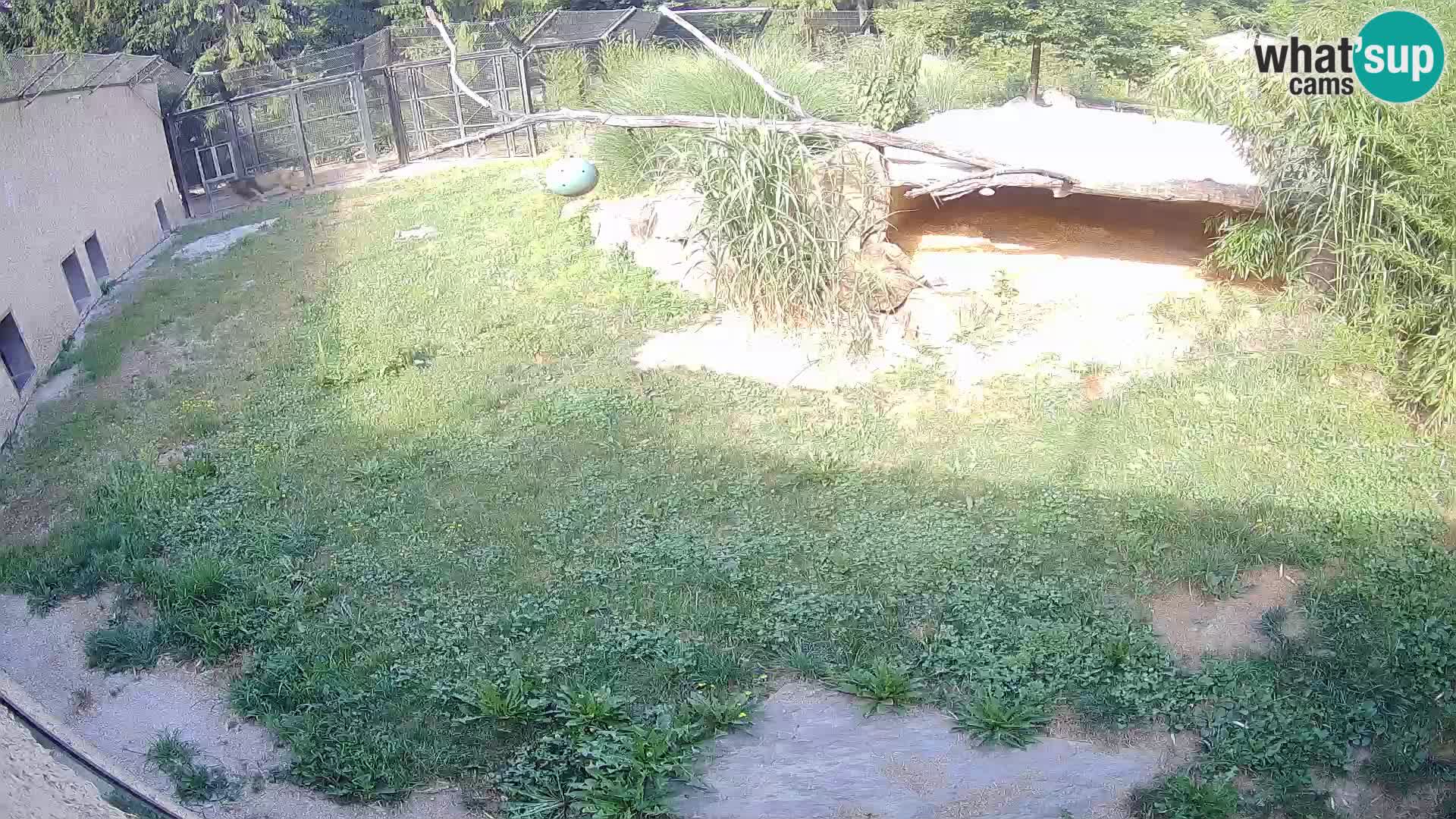 LION live Webcam in Ljubljana Zoo – Slovenia