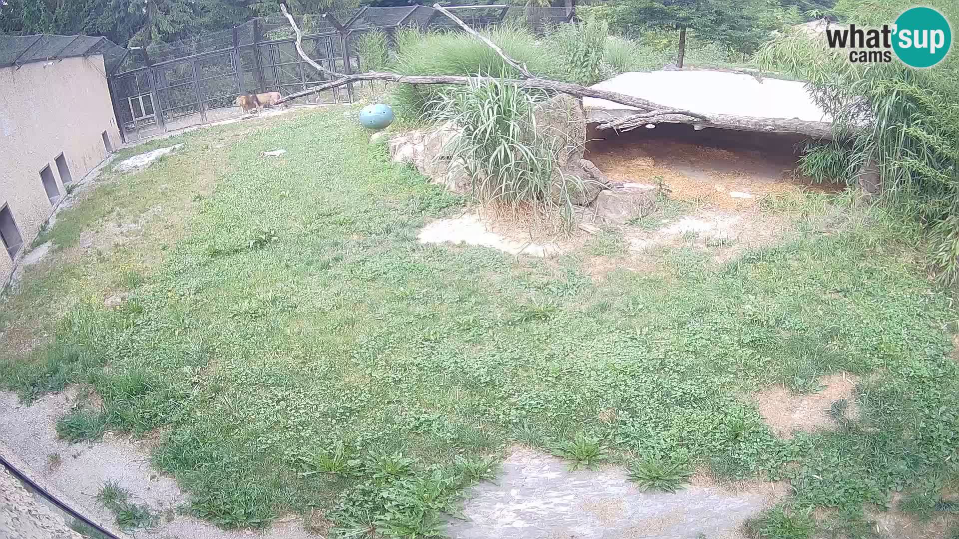 LION live Webcam in Ljubljana Zoo – Slovenia