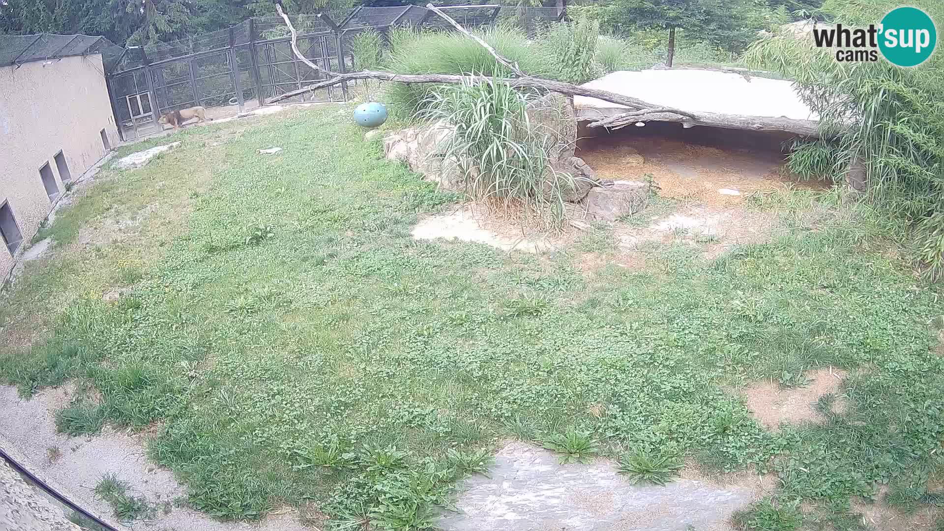 Löwe live Webcam im Zoo von Ljubljana – Slowenien