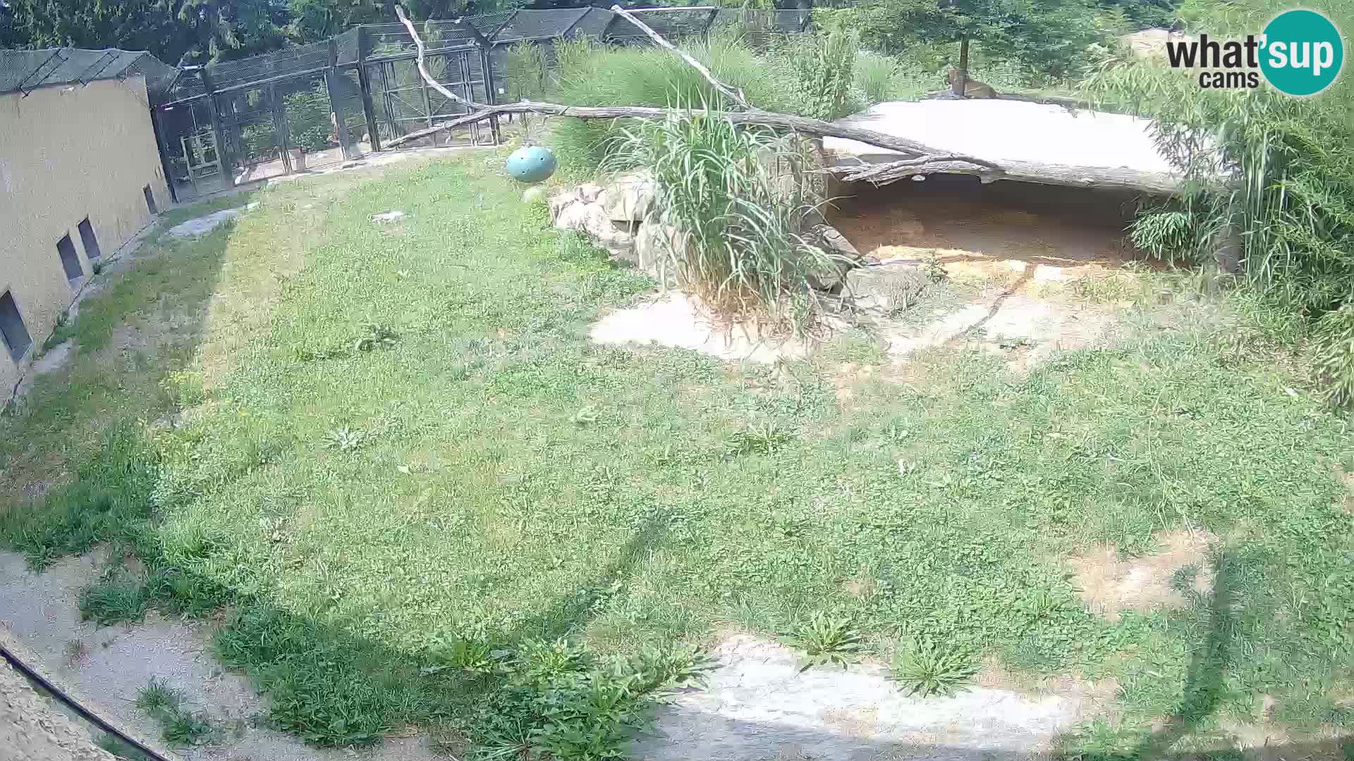 Löwe live Webcam im Zoo von Ljubljana – Slowenien