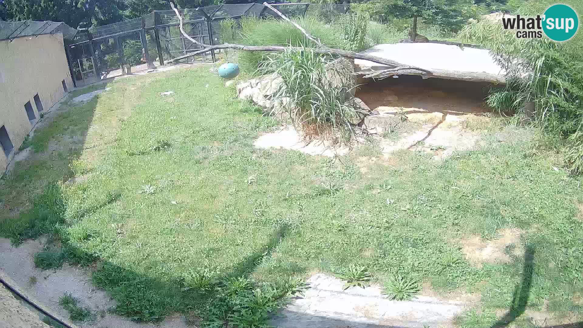 Löwe live Webcam im Zoo von Ljubljana – Slowenien