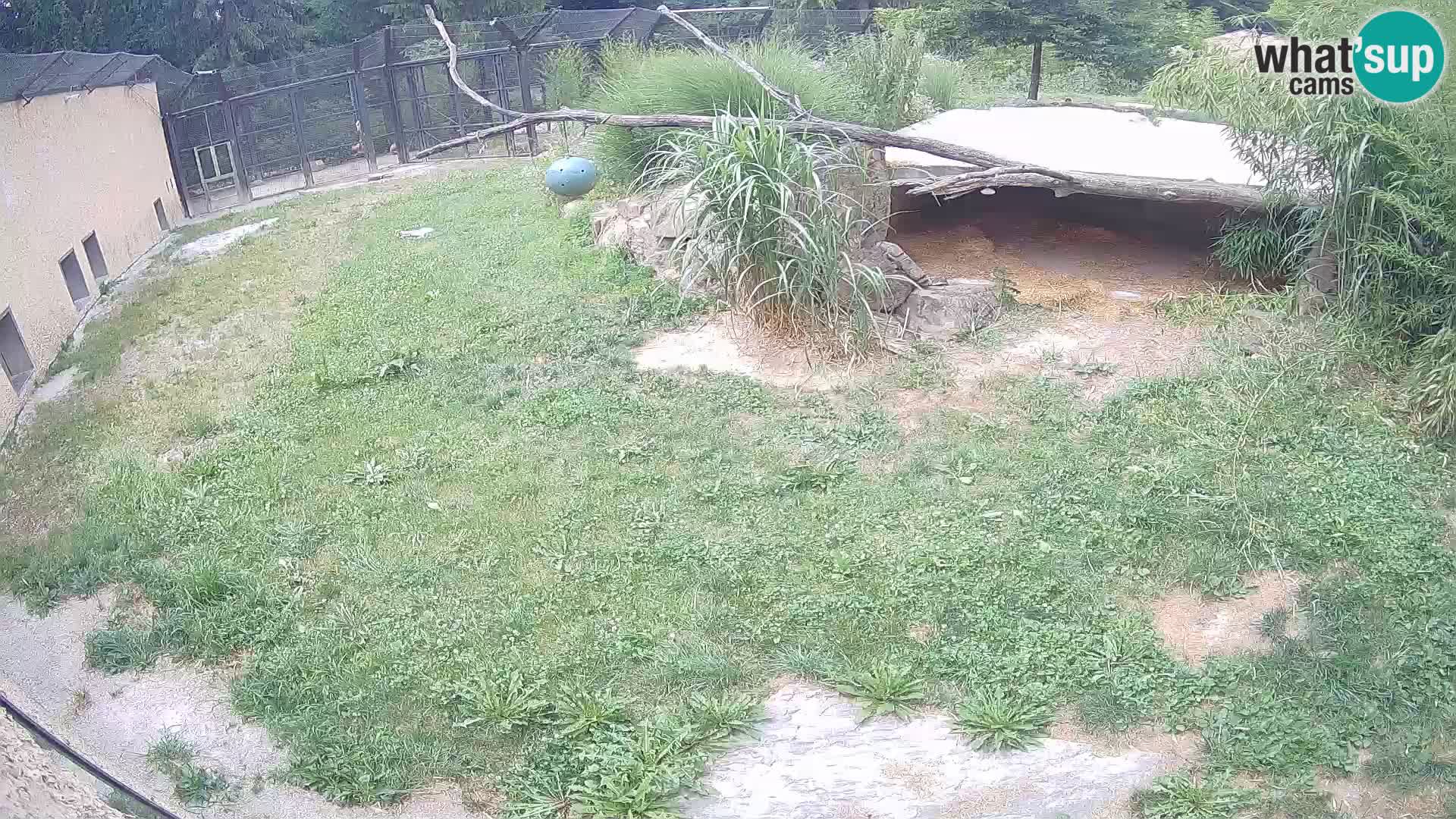 Löwe live Webcam im Zoo von Ljubljana – Slowenien