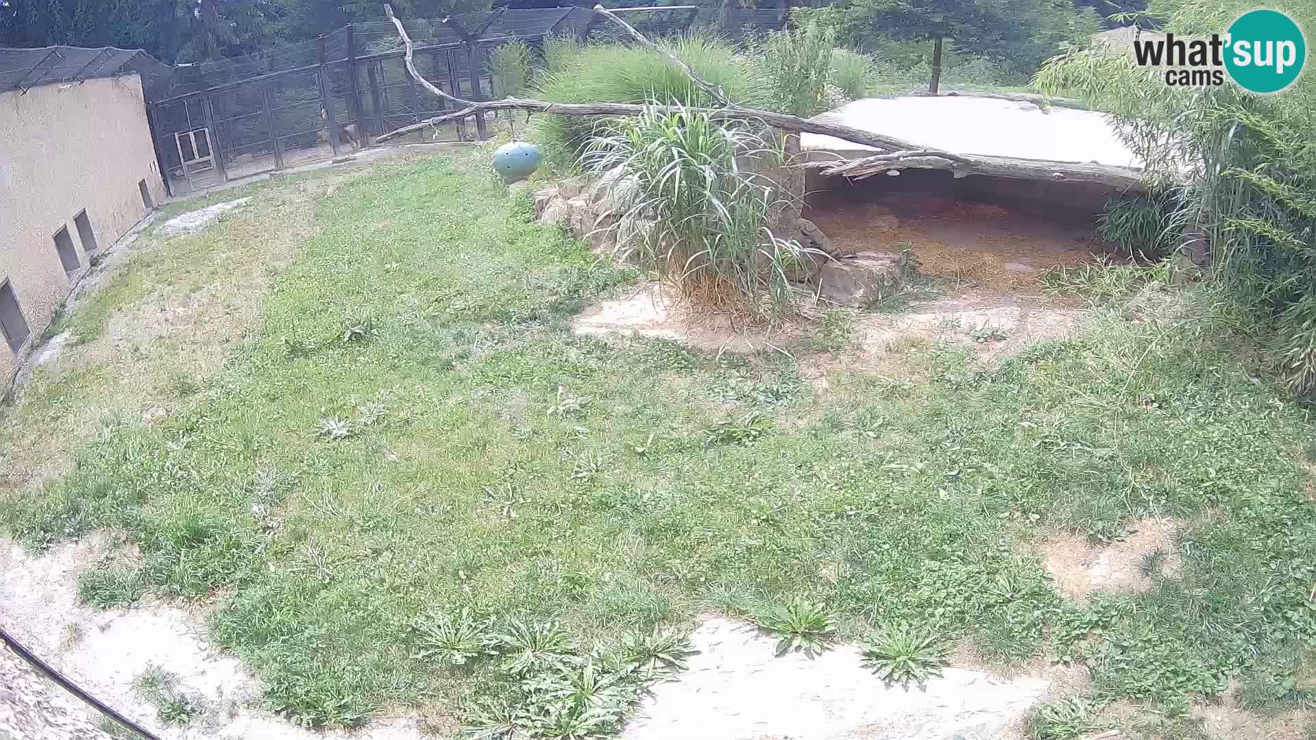 Löwe live Webcam im Zoo von Ljubljana – Slowenien
