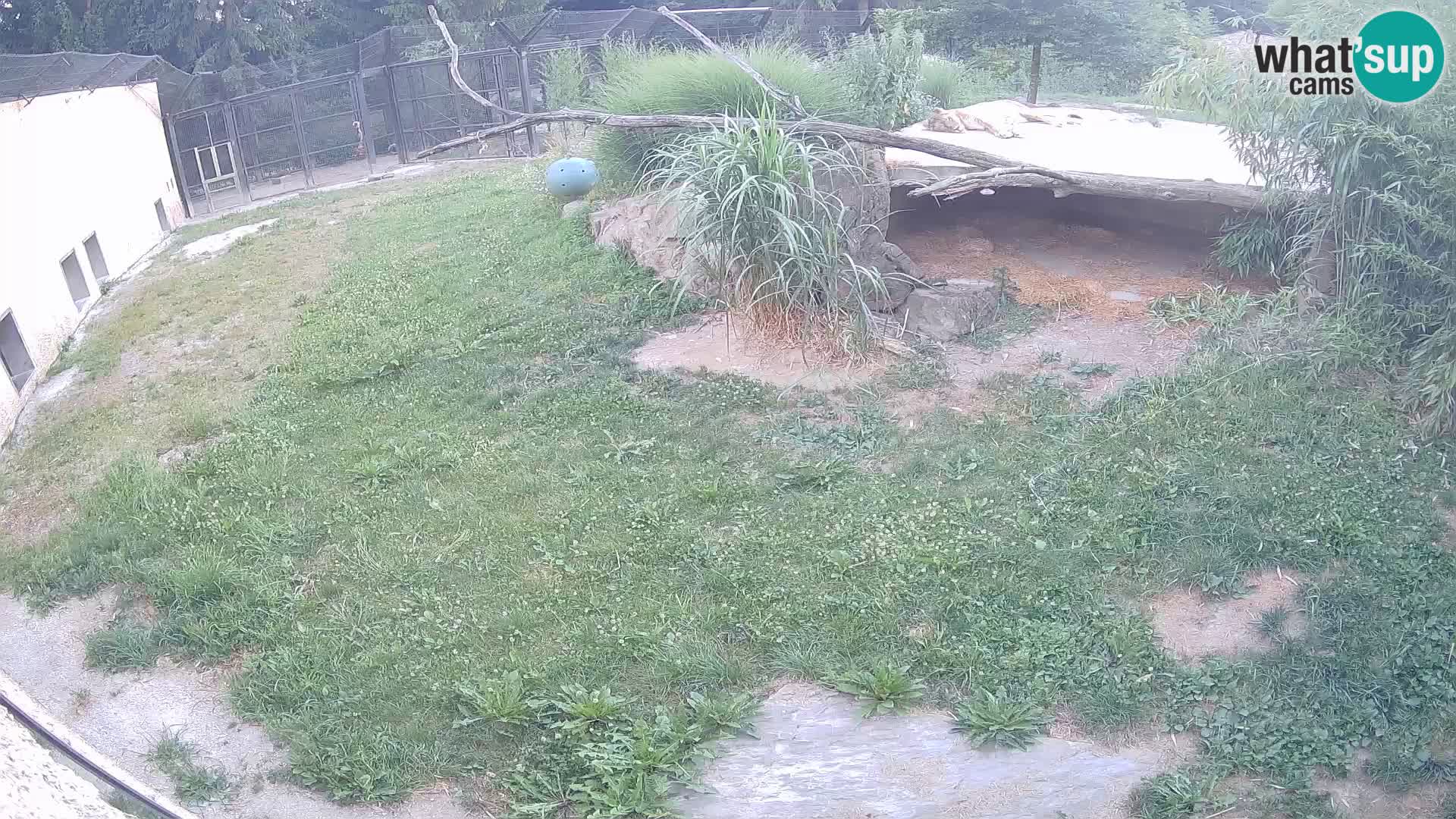 LION live Webcam in Ljubljana Zoo – Slovenia