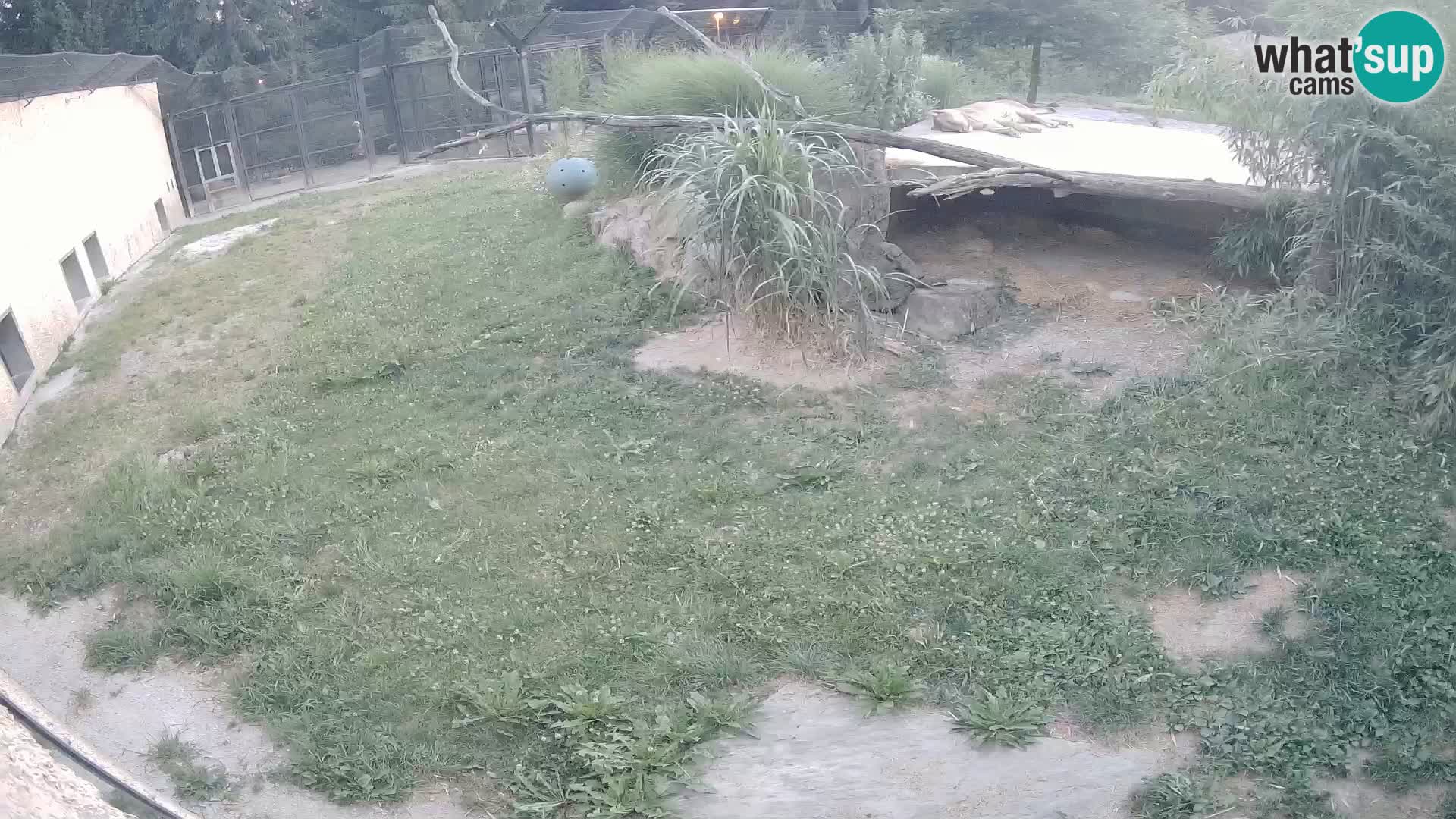 LION live Webcam in Ljubljana Zoo – Slovenia