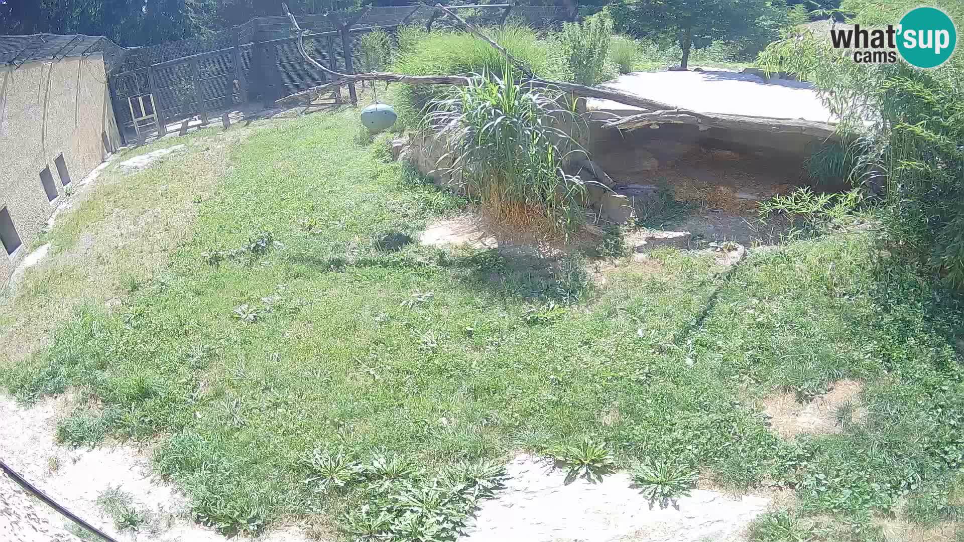 LION live Webcam in Ljubljana Zoo – Slovenia