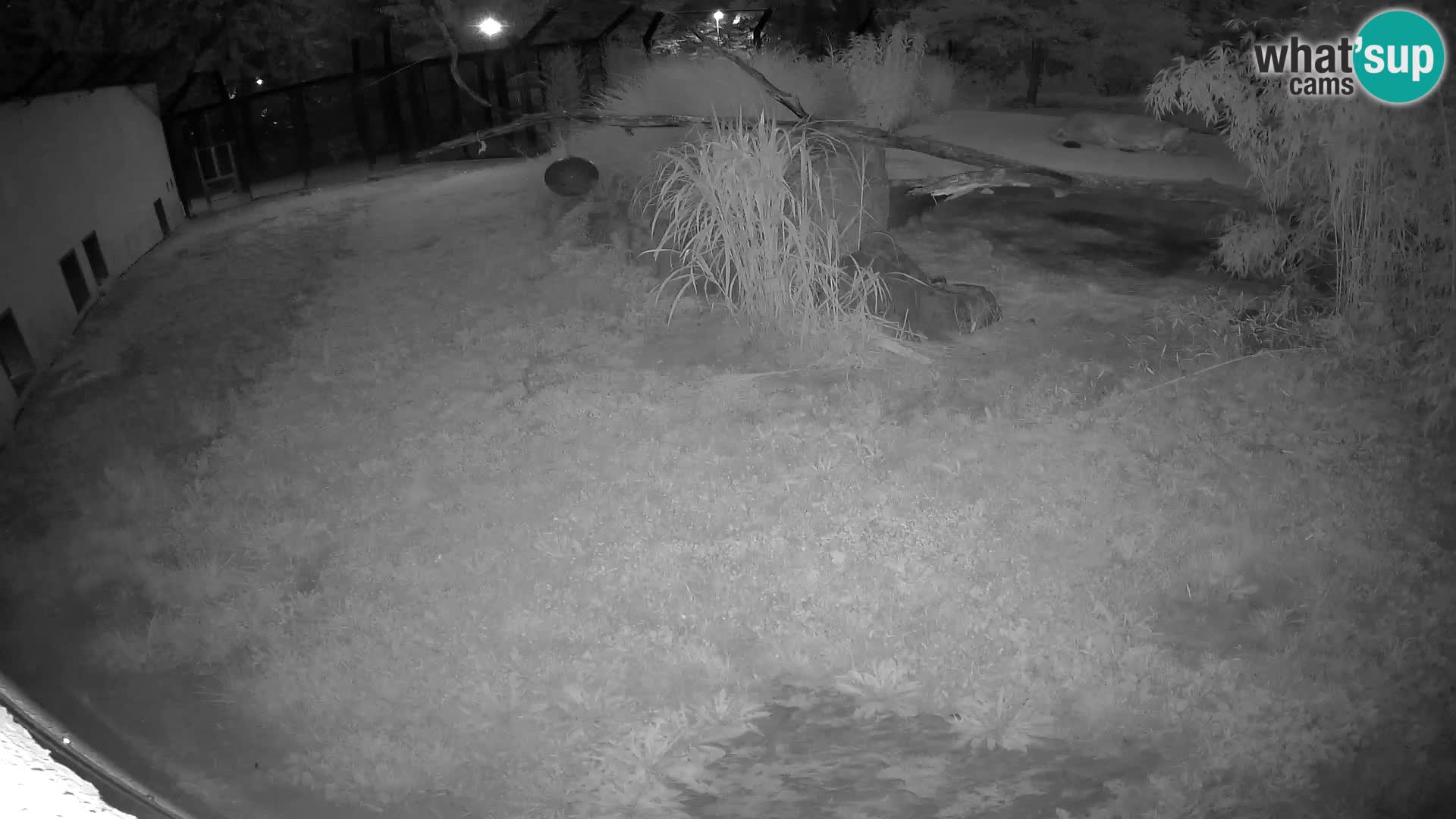 LION live Webcam in Ljubljana Zoo – Slovenia