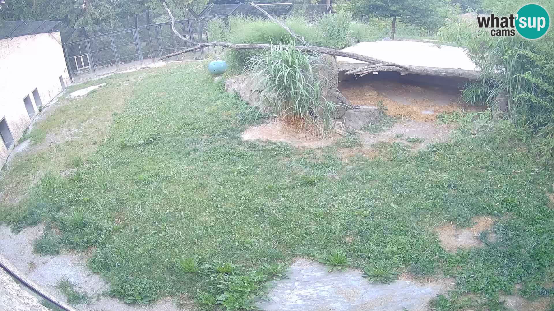 LION live Webcam in Ljubljana Zoo – Slovenia