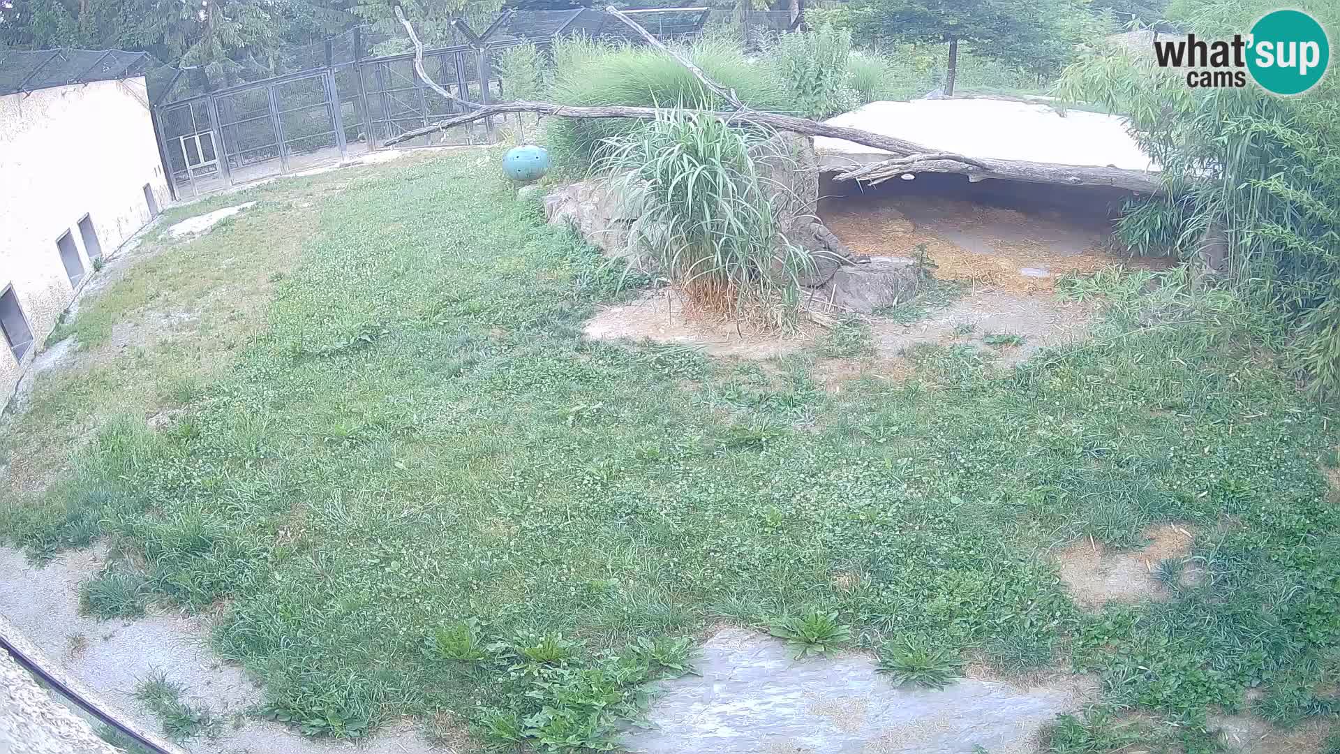 Löwe live Webcam im Zoo von Ljubljana – Slowenien