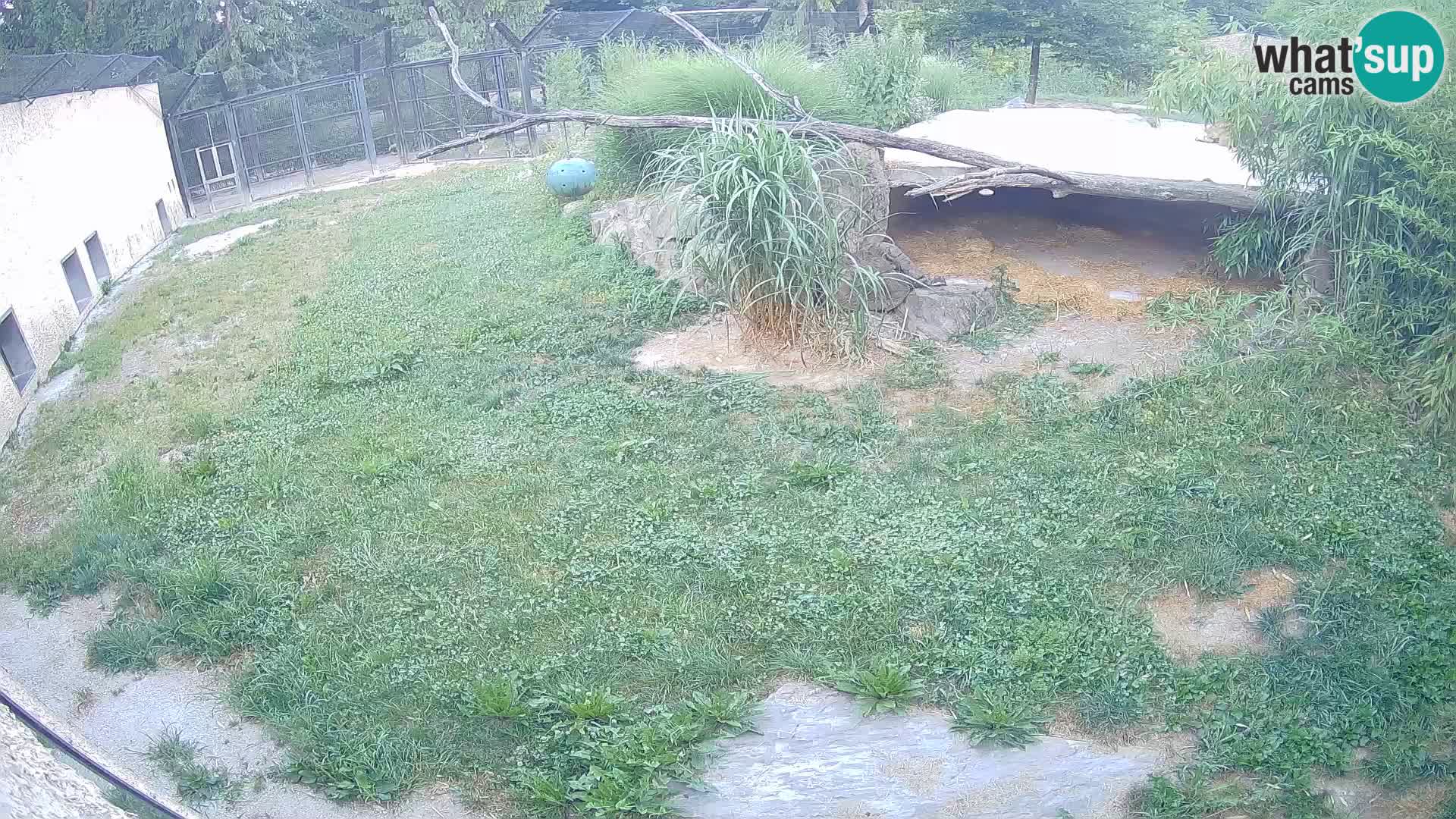 LION live Webcam in Ljubljana Zoo – Slovenia
