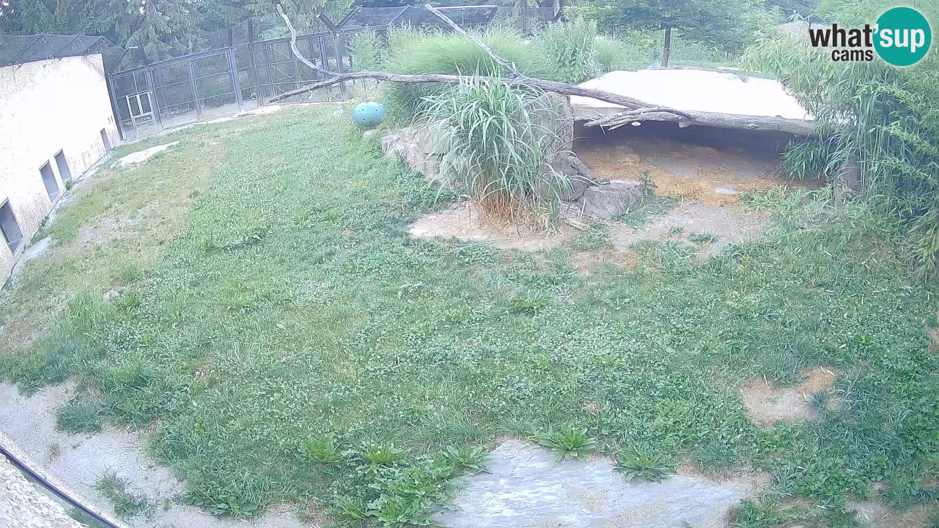 LEON Webcam en vivo en Ljubljana Zoo – Eslovenia