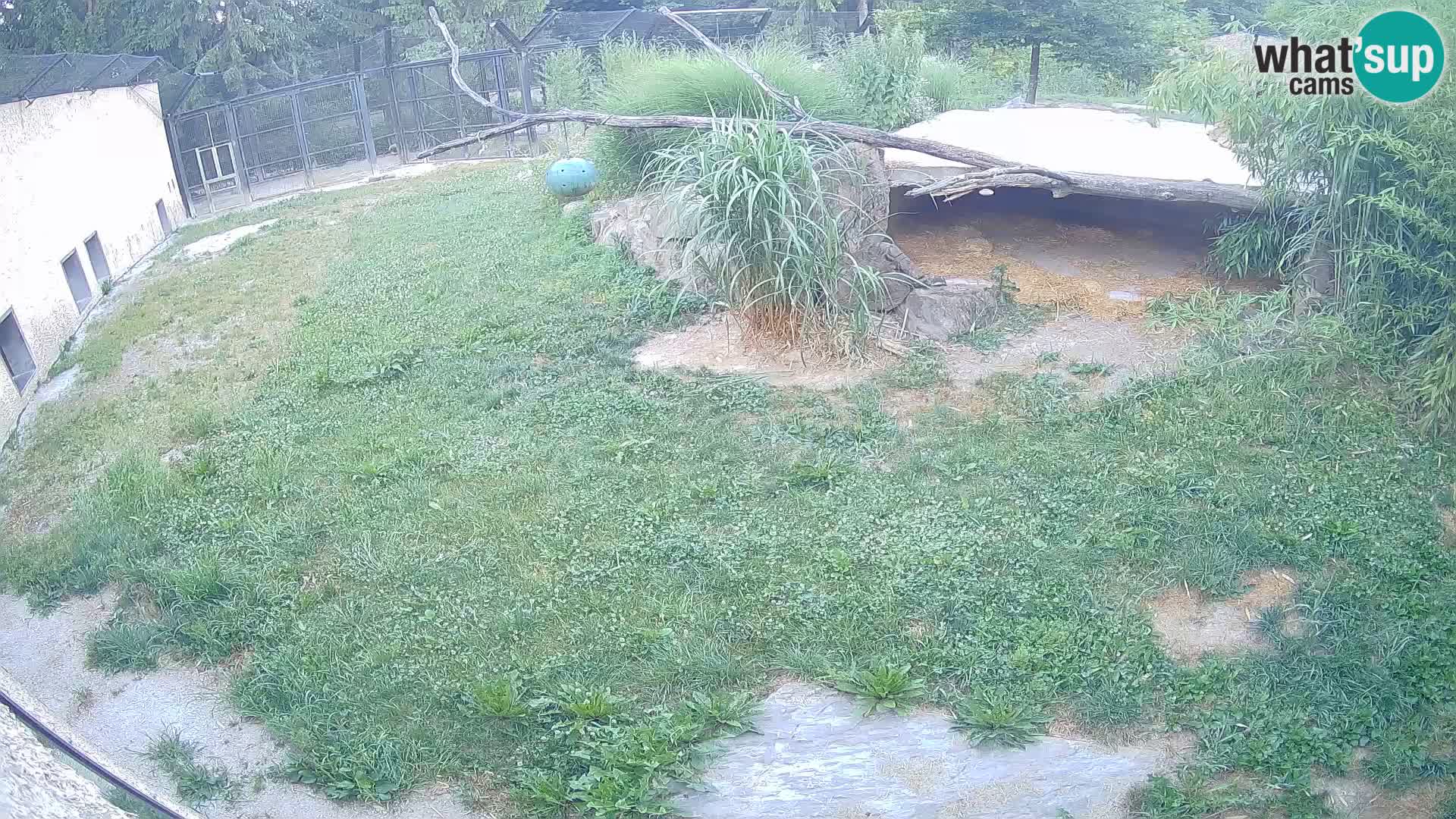 LEVI spletna kamera v živalskem vrtu Ljubljana Zoo