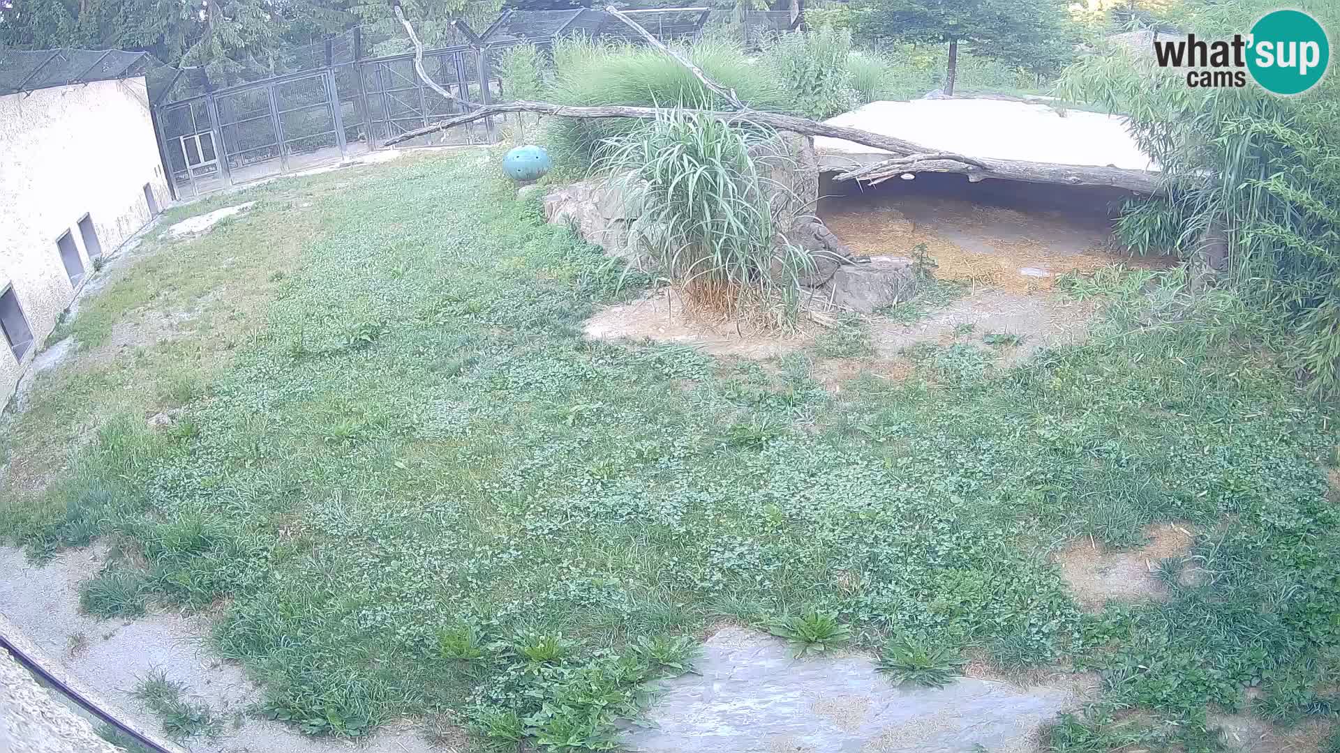 Lavovi web kamera uživo u ljubljanskom zoološkom vrtu – Slovenija