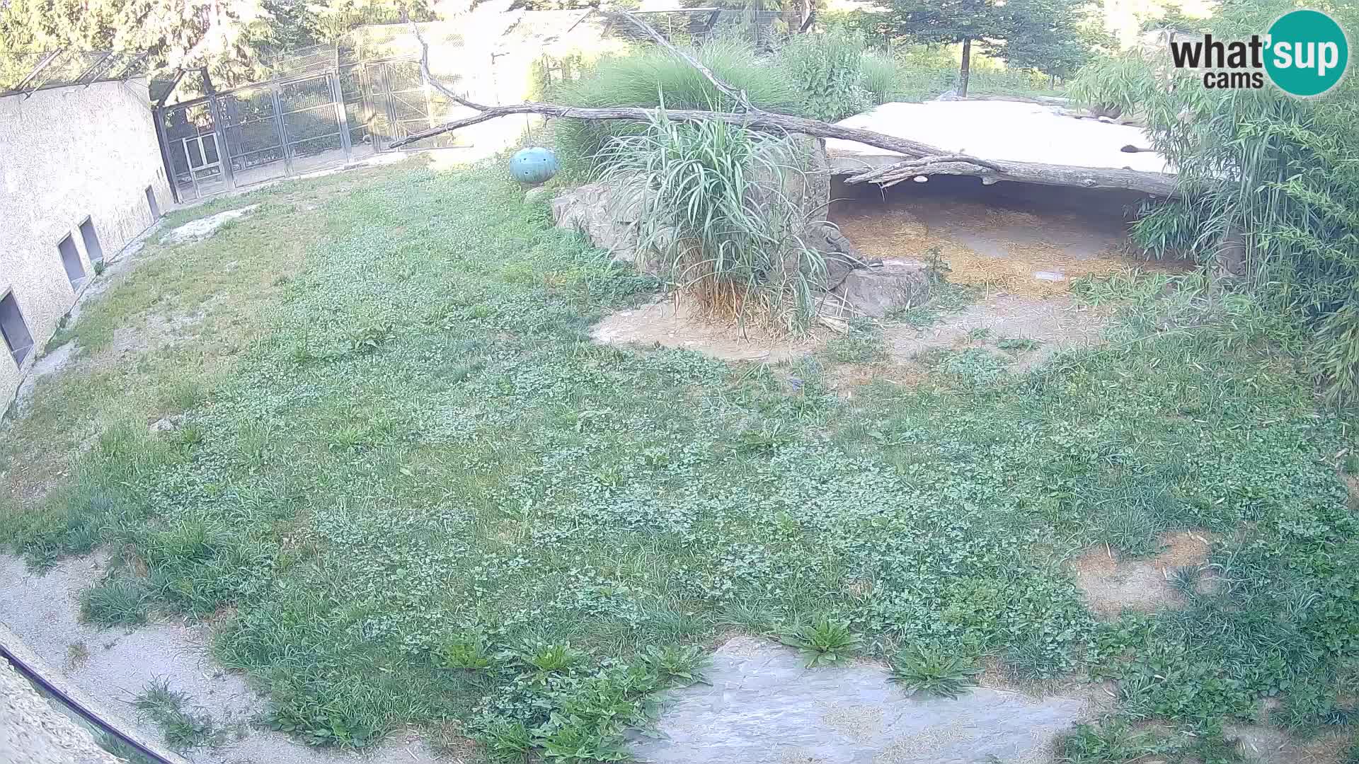 LION webcam en direct du zoo de Ljubljana – Slovénie