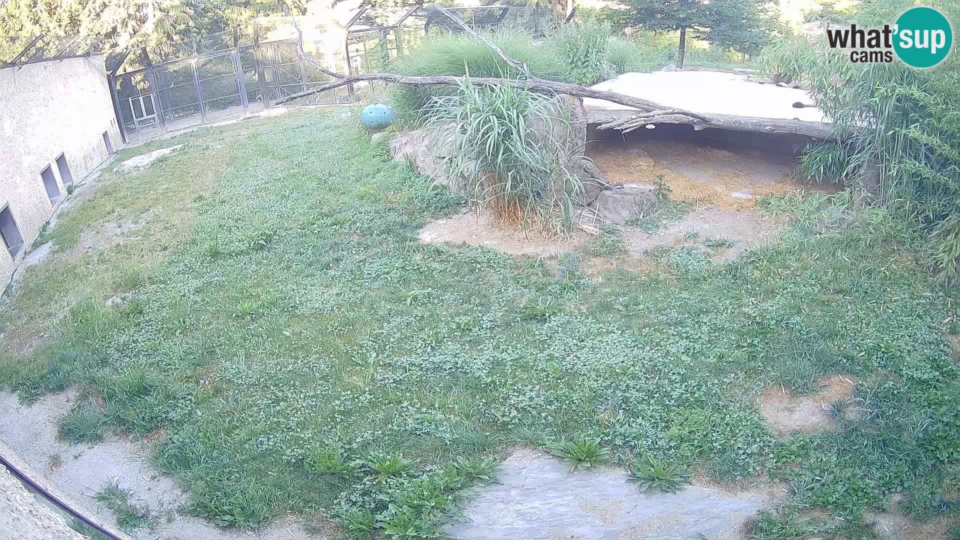 LEONE live Webcam nello zoo di Lubiana – Slovenia