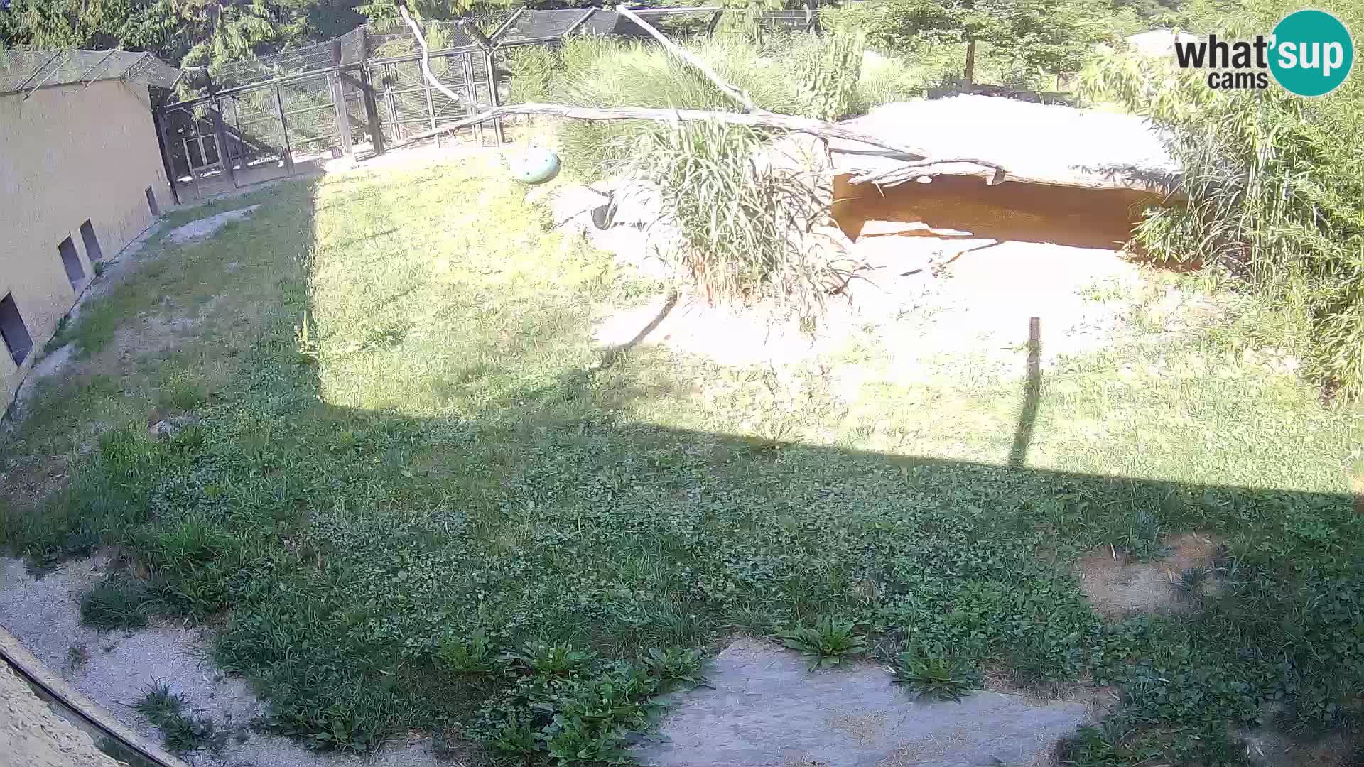 Lavovi web kamera uživo u ljubljanskom zoološkom vrtu – Slovenija